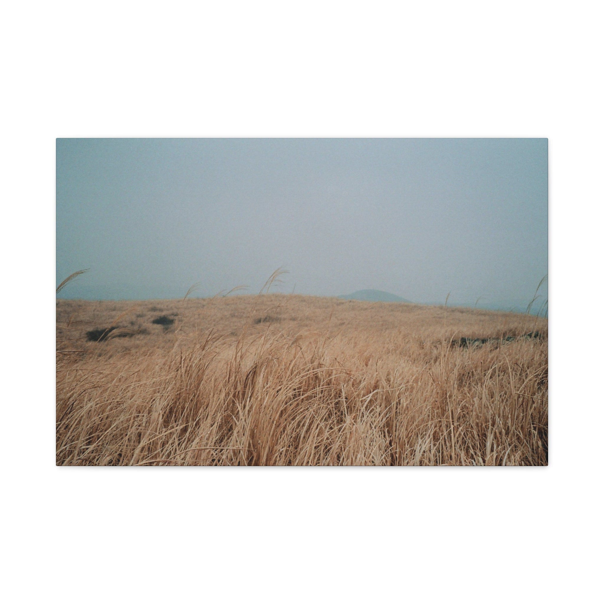 Jeju Winter Silver Grass Canvas Print — Baekyaki Oreum Volcano Landscape