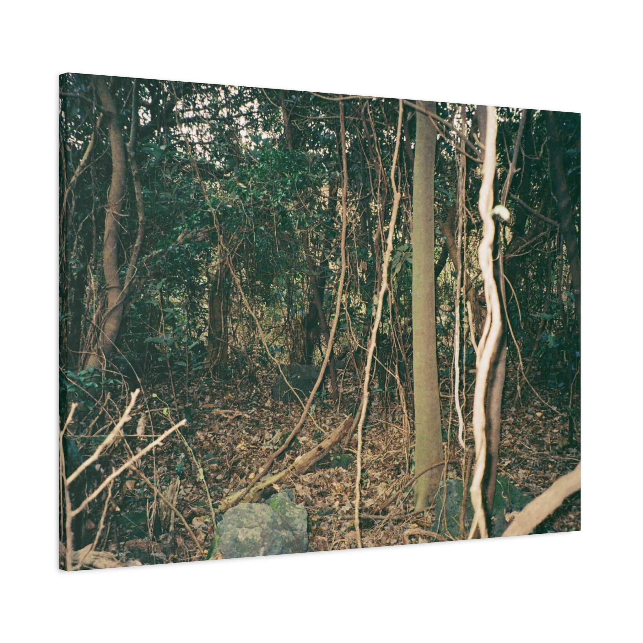 Jeju Gotjawal Forest Canvas Print