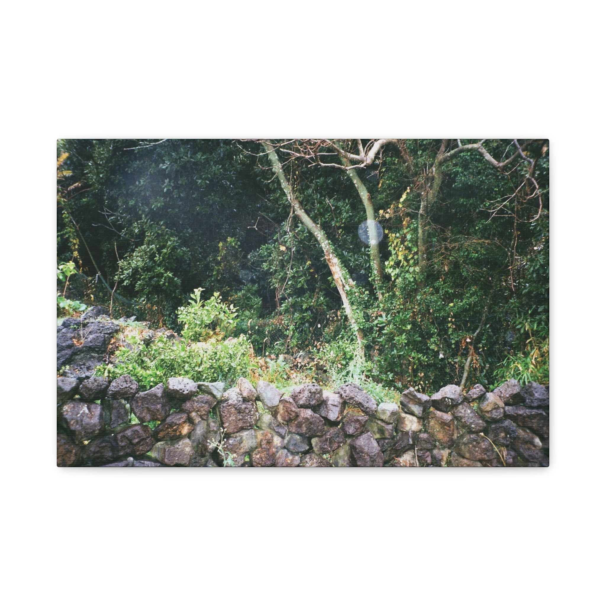 Jeju Gotjawal Forest Canvas Print — Tangerine Orchard & Doldam Stretched Matte Canvas