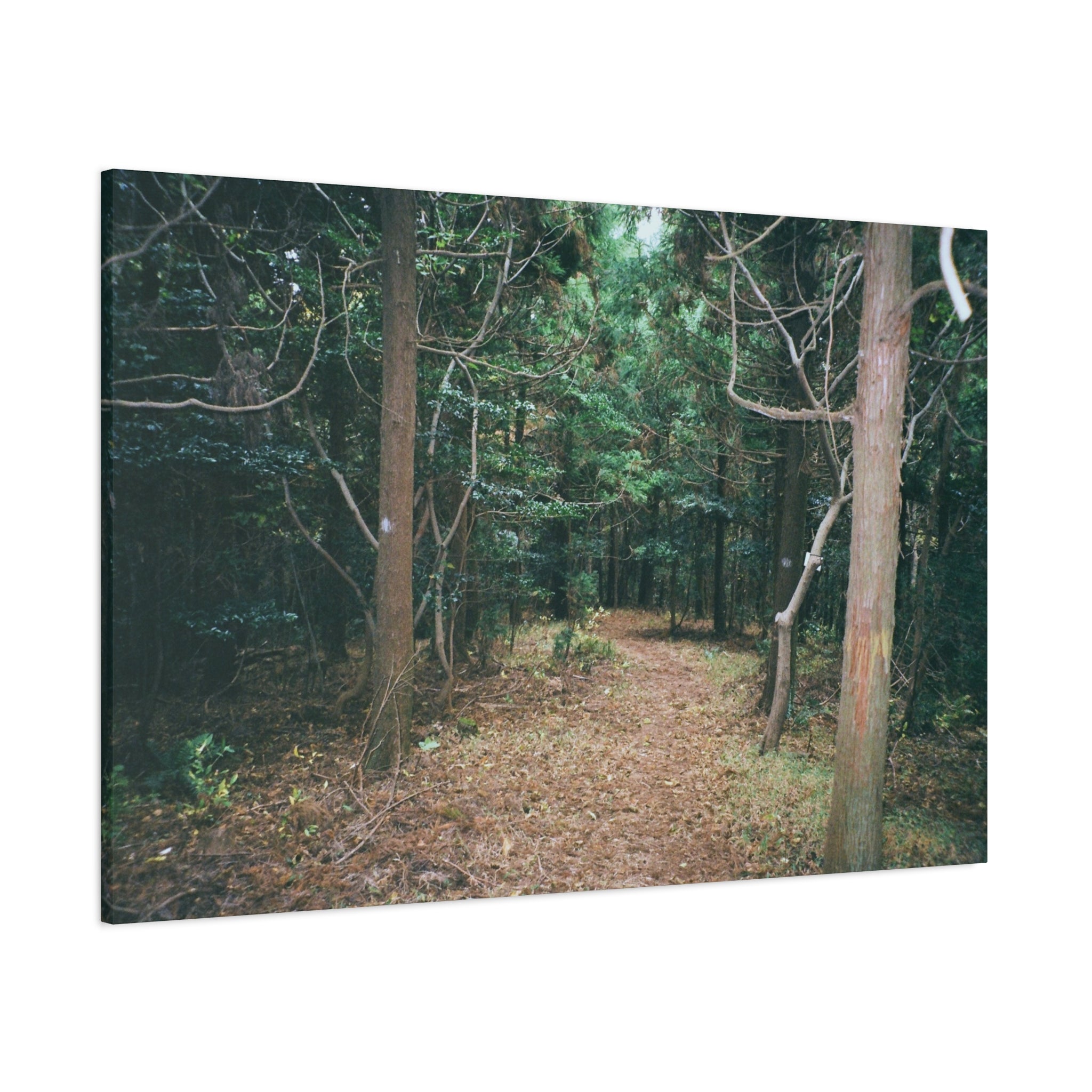 Jeju Winter Oreum Forest Canvas Print