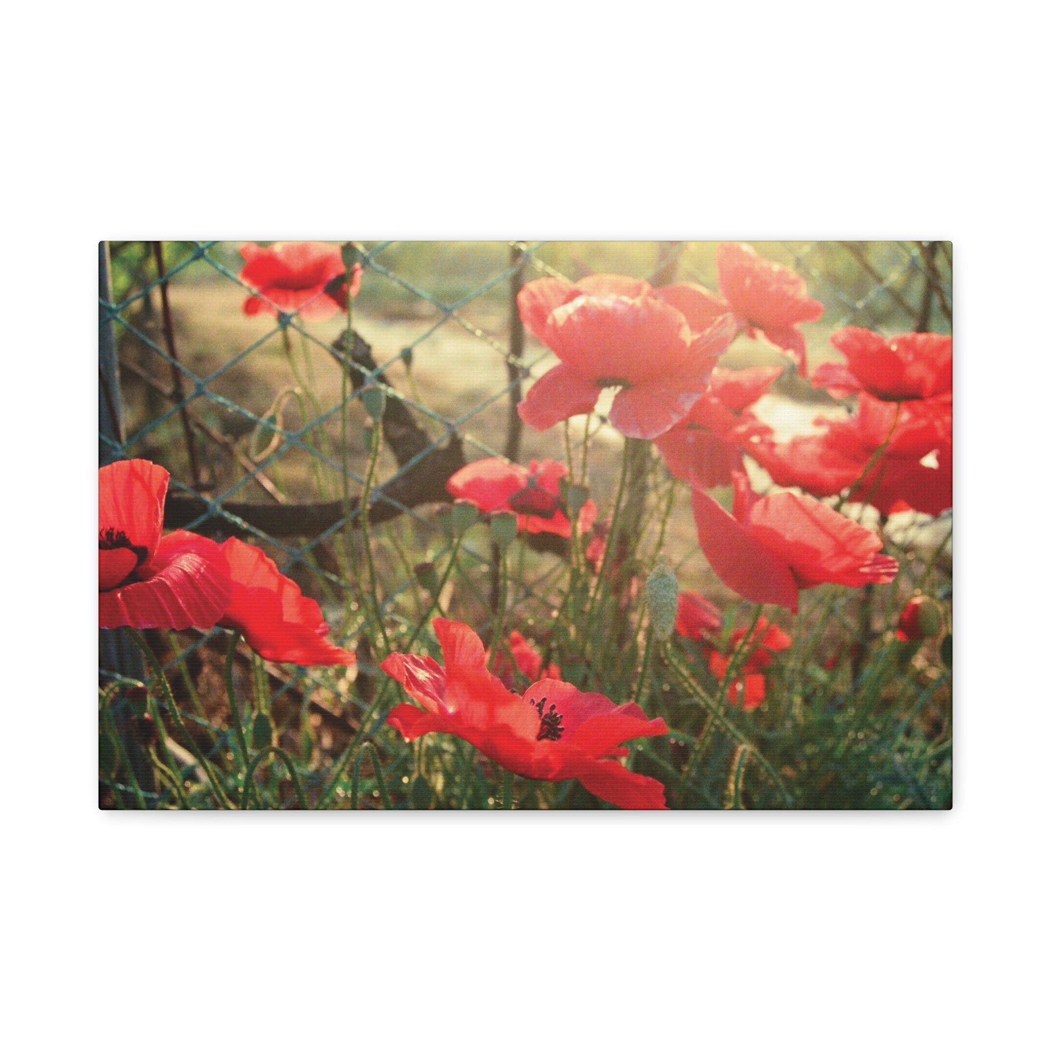 Wonju Red Flower Roadside Canvas Print — Summer Countryside Wall Art
