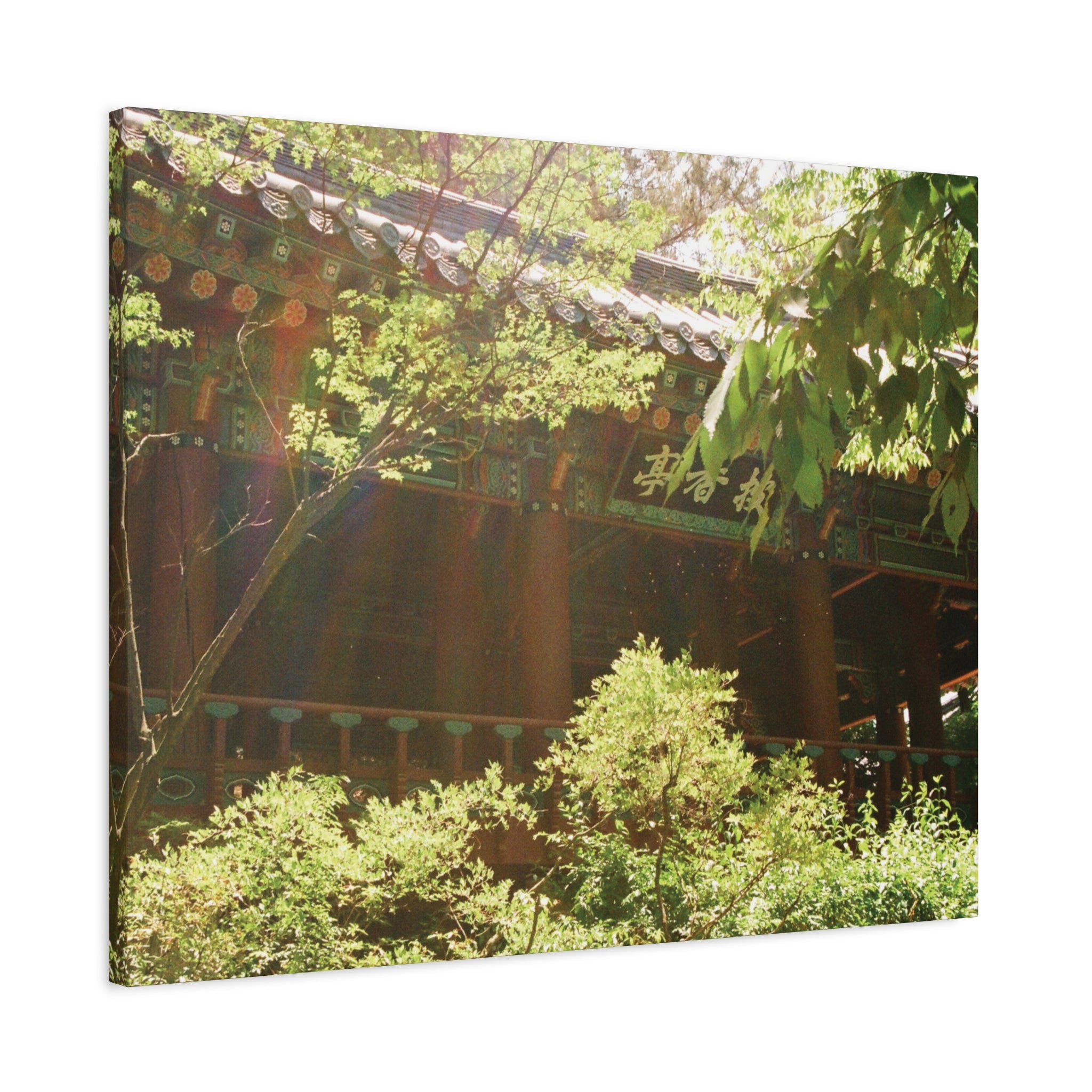 Korean Hanok Spring Sunshine Canvas Print
