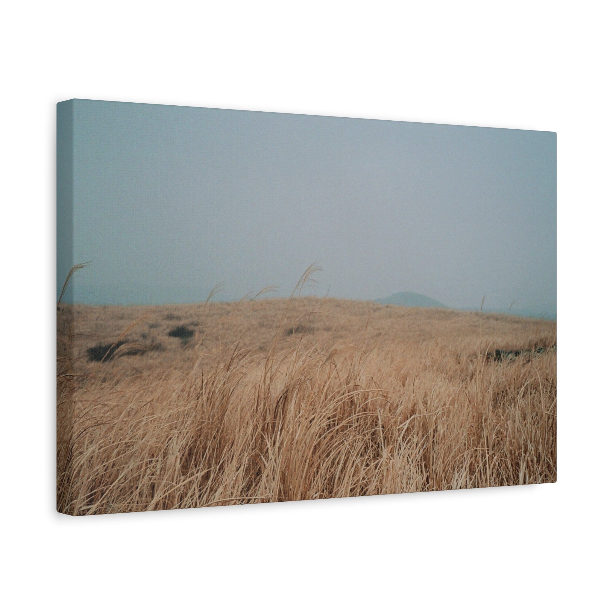 Jeju Winter Silver Grass Canvas Print — Baekyaki Oreum Volcano Landscape