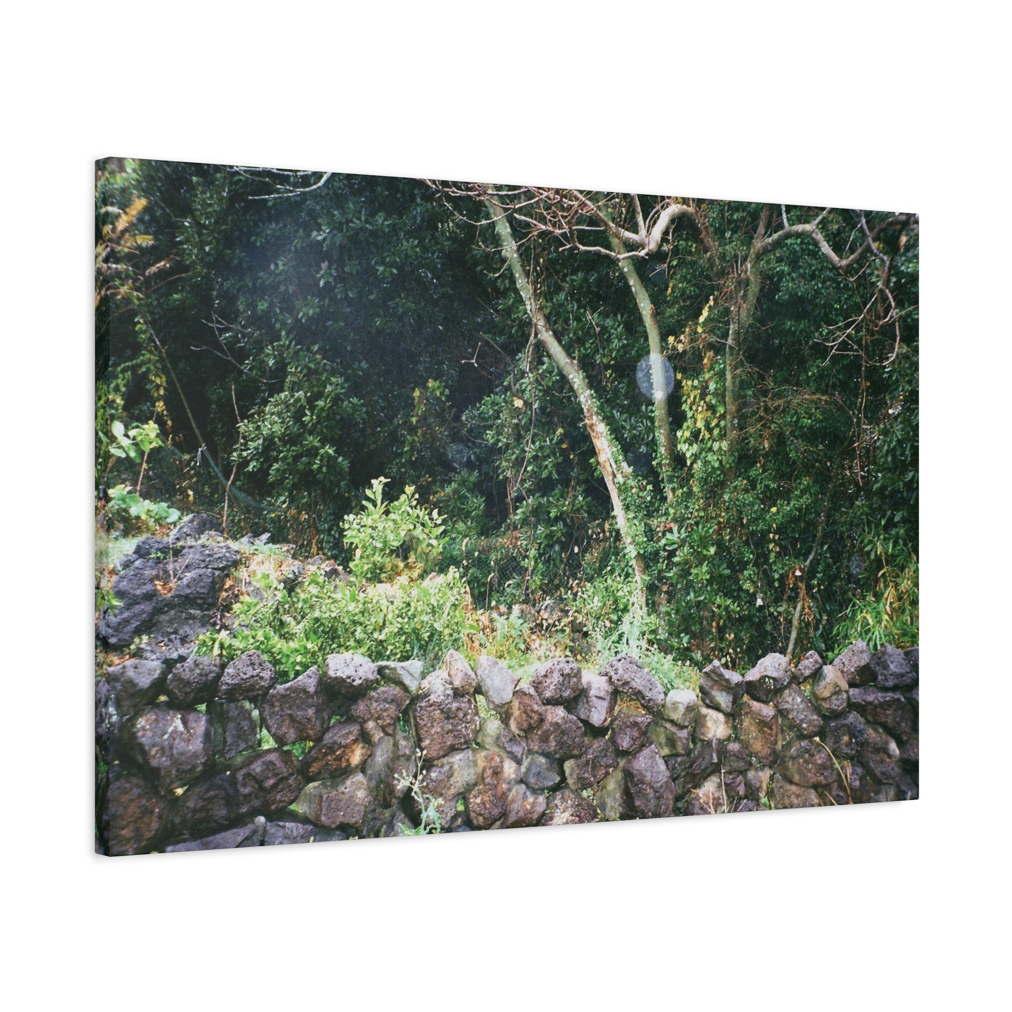 Jeju Gotjawal Forest Canvas Print — Tangerine Orchard & Doldam Stretched Matte Canvas