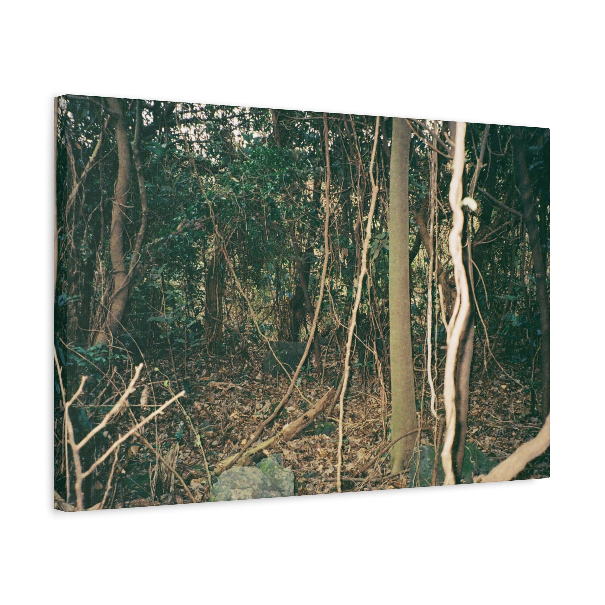 Jeju Gotjawal Forest Canvas Print