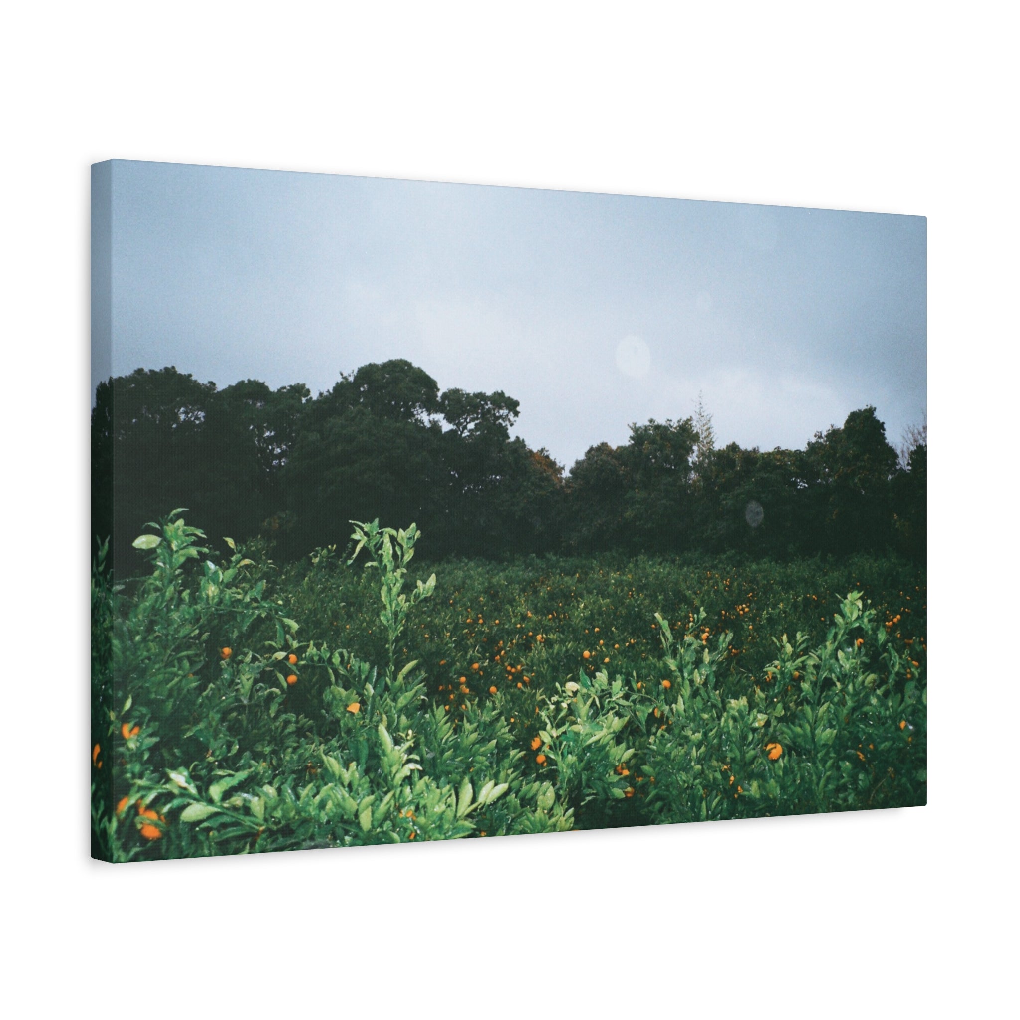 Jeju Winter Snowy Tangerine Orchard Canvas Print