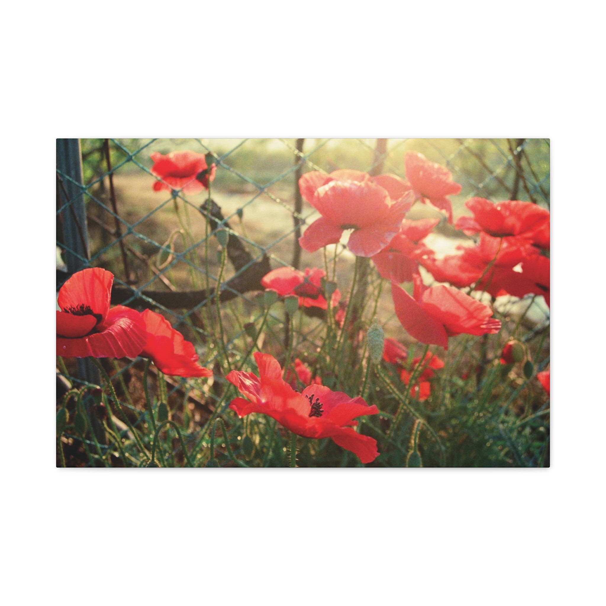 Wonju Red Flower Roadside Canvas Print — Summer Countryside Wall Art