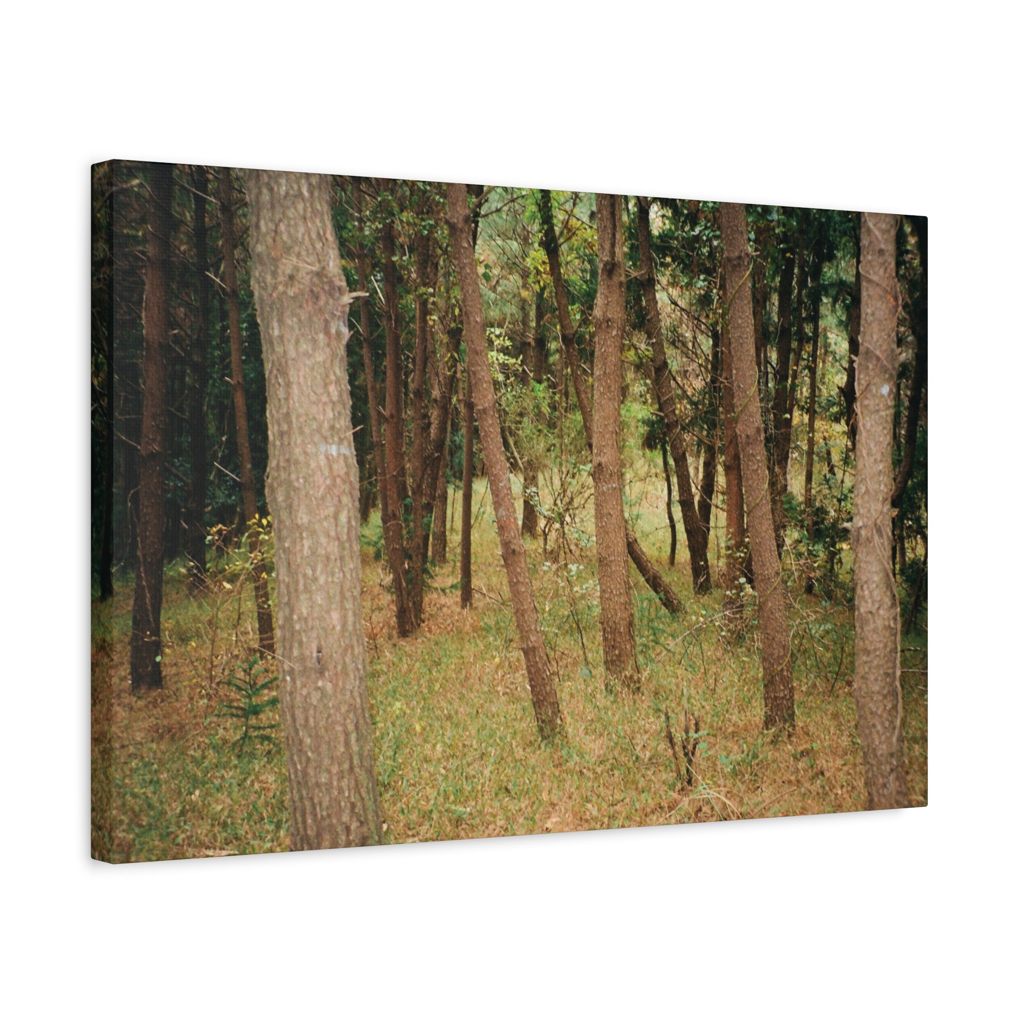 Jeju Gungdae Oreum Forest Canvas Print