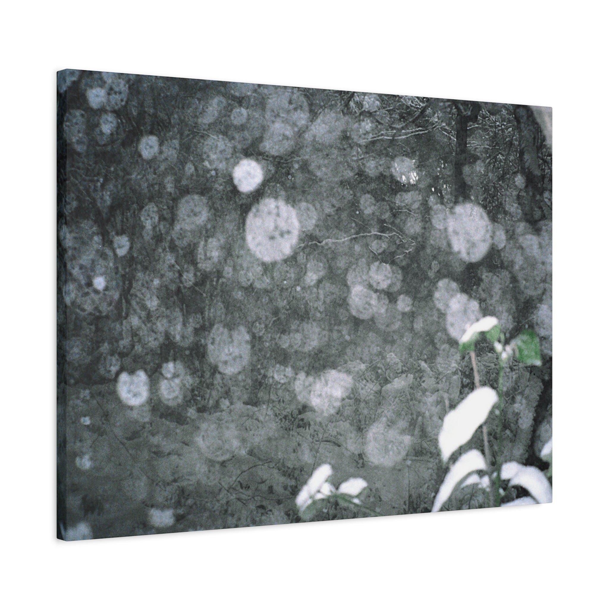 Jeju Snowy Gotjawal Forest Canvas Print