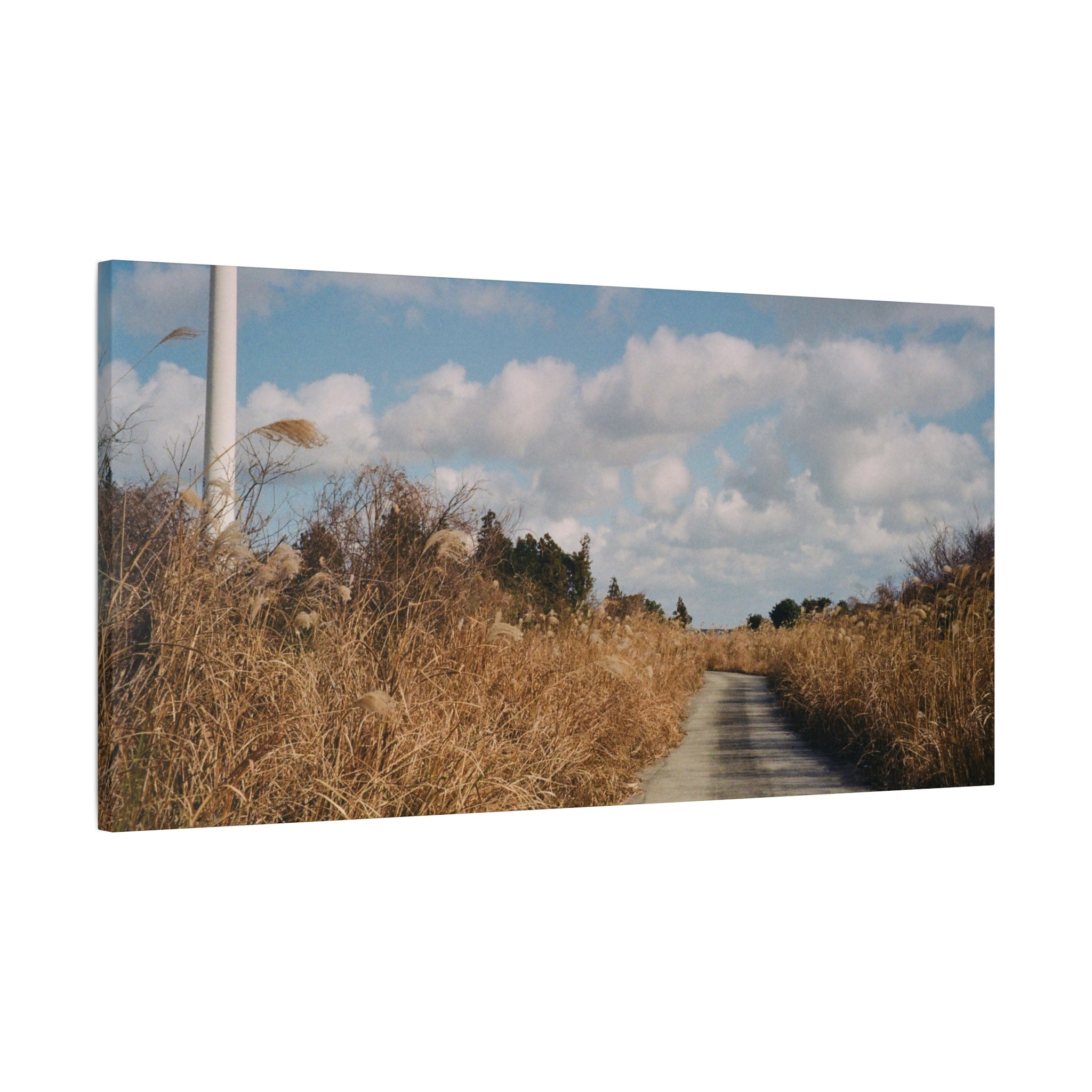 Jeju Gotjawal Winter Silver Grass Canvas Print