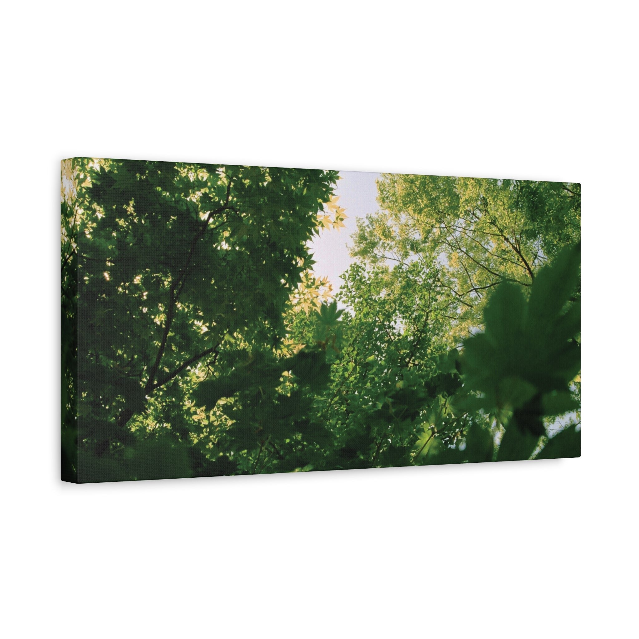 May Maple Leaves Canvas Print