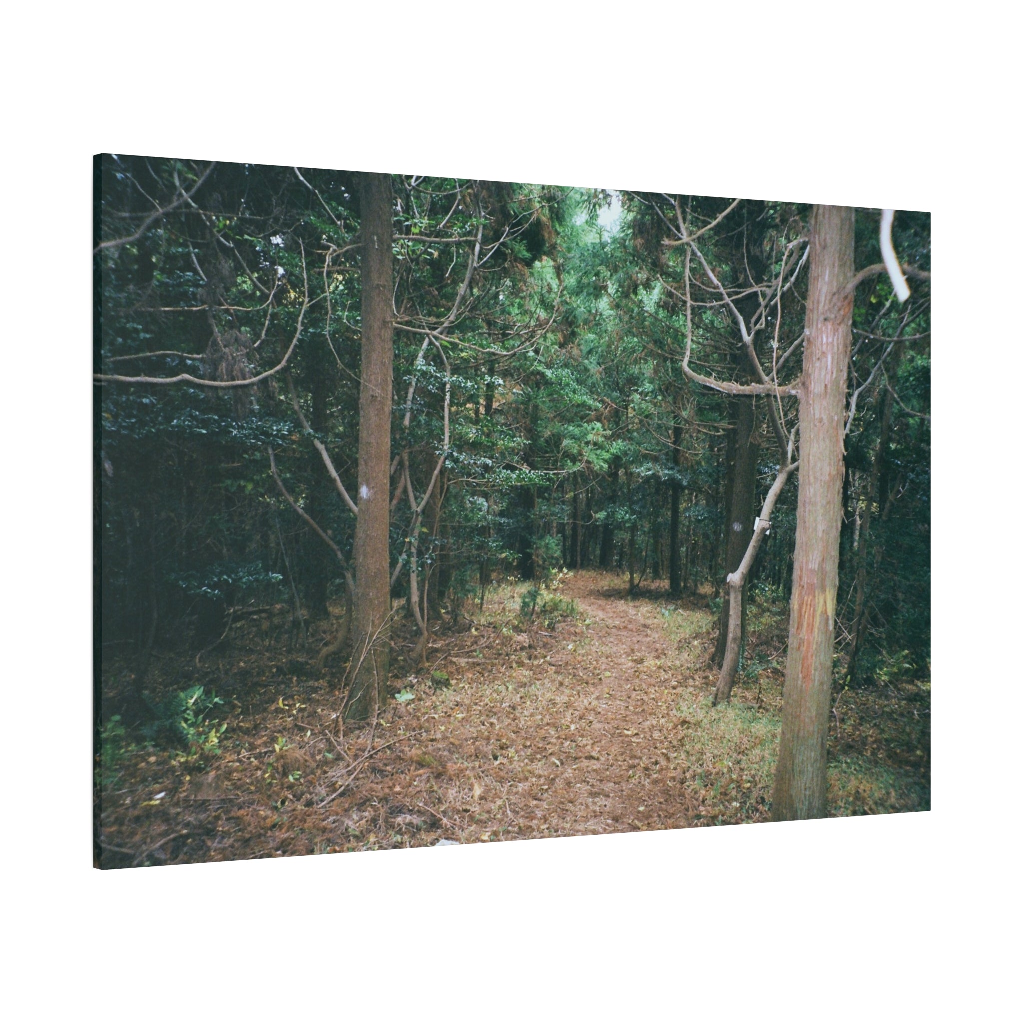 Jeju Winter Oreum Forest Canvas Print
