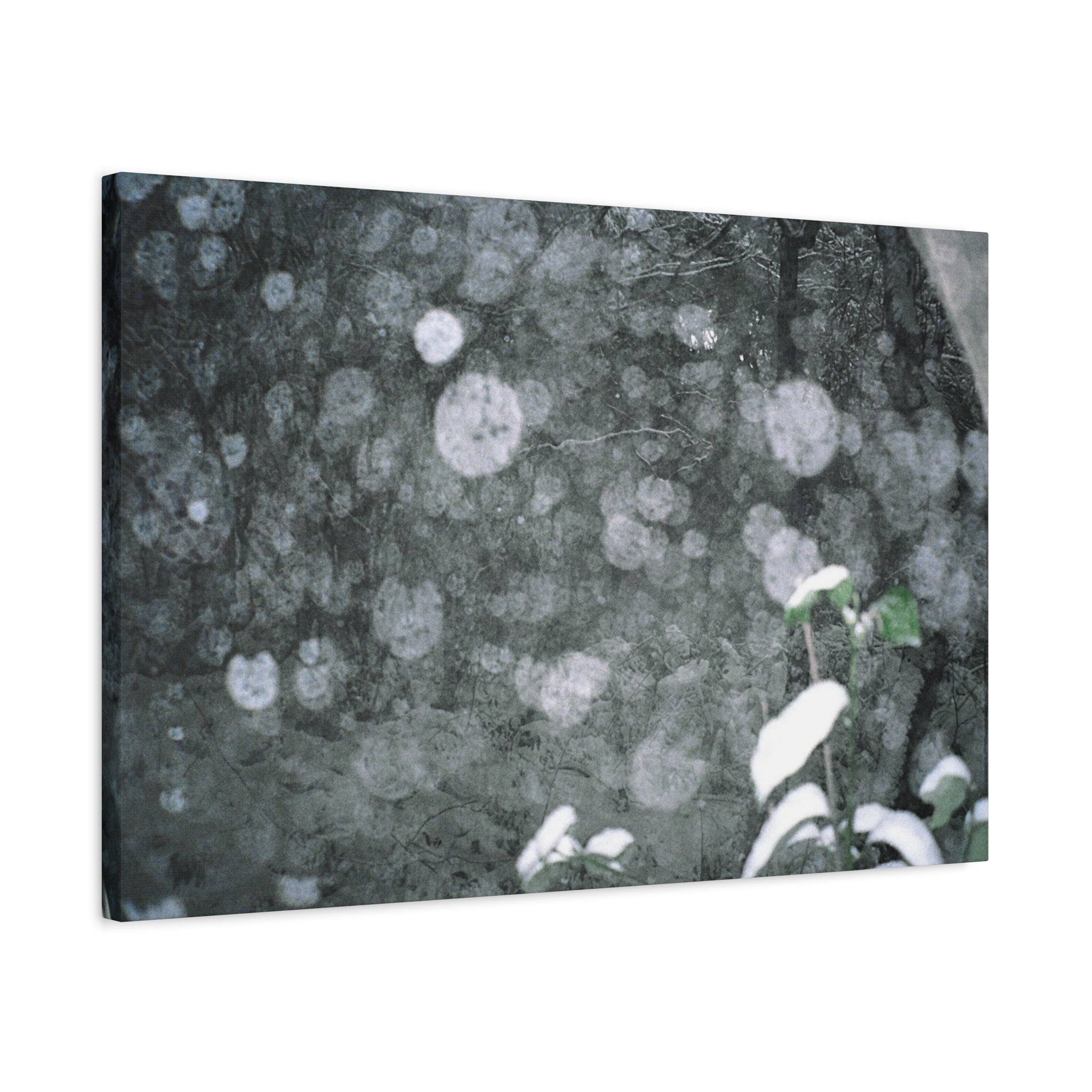 Jeju Snowy Gotjawal Forest Canvas Print
