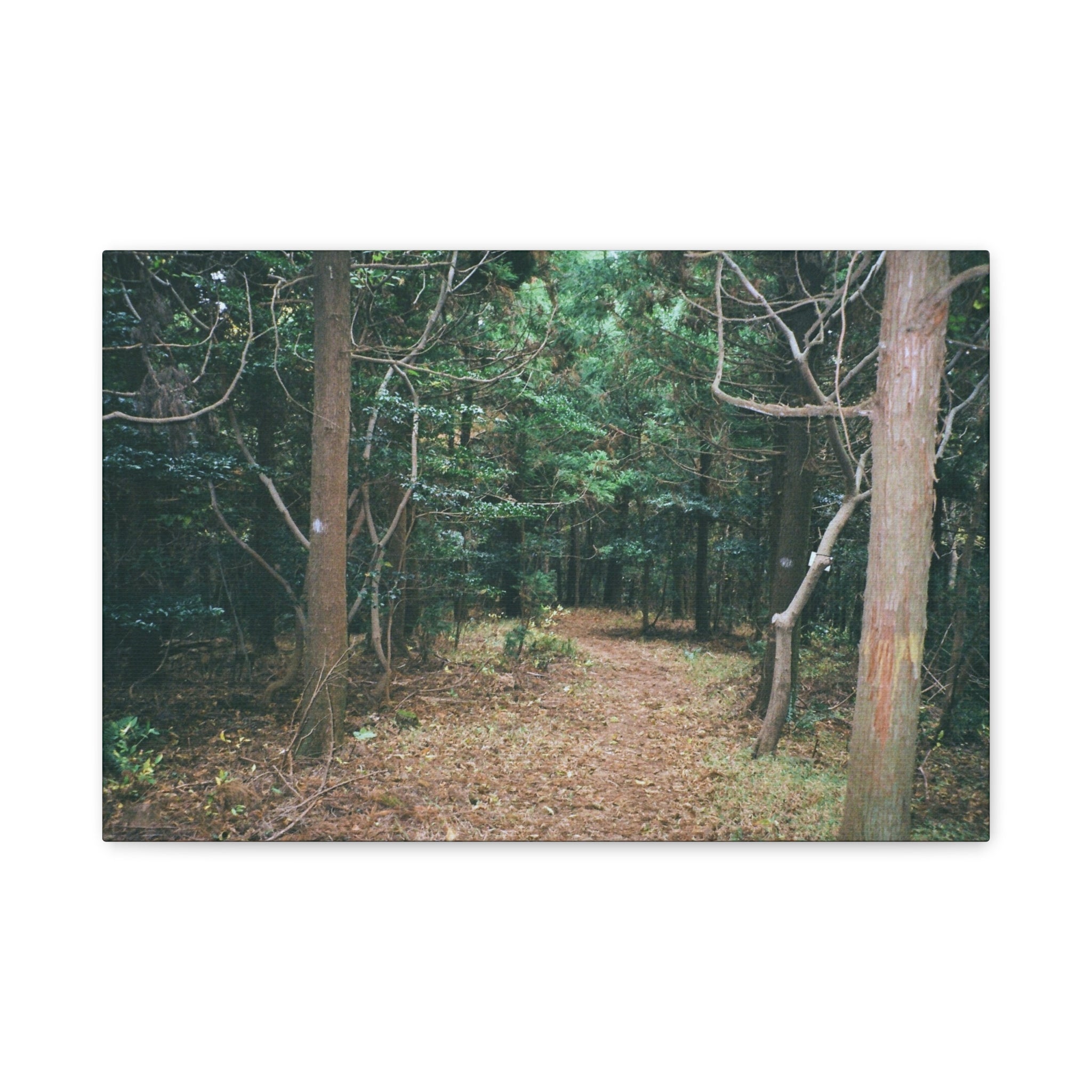 Jeju Winter Oreum Forest Canvas Print