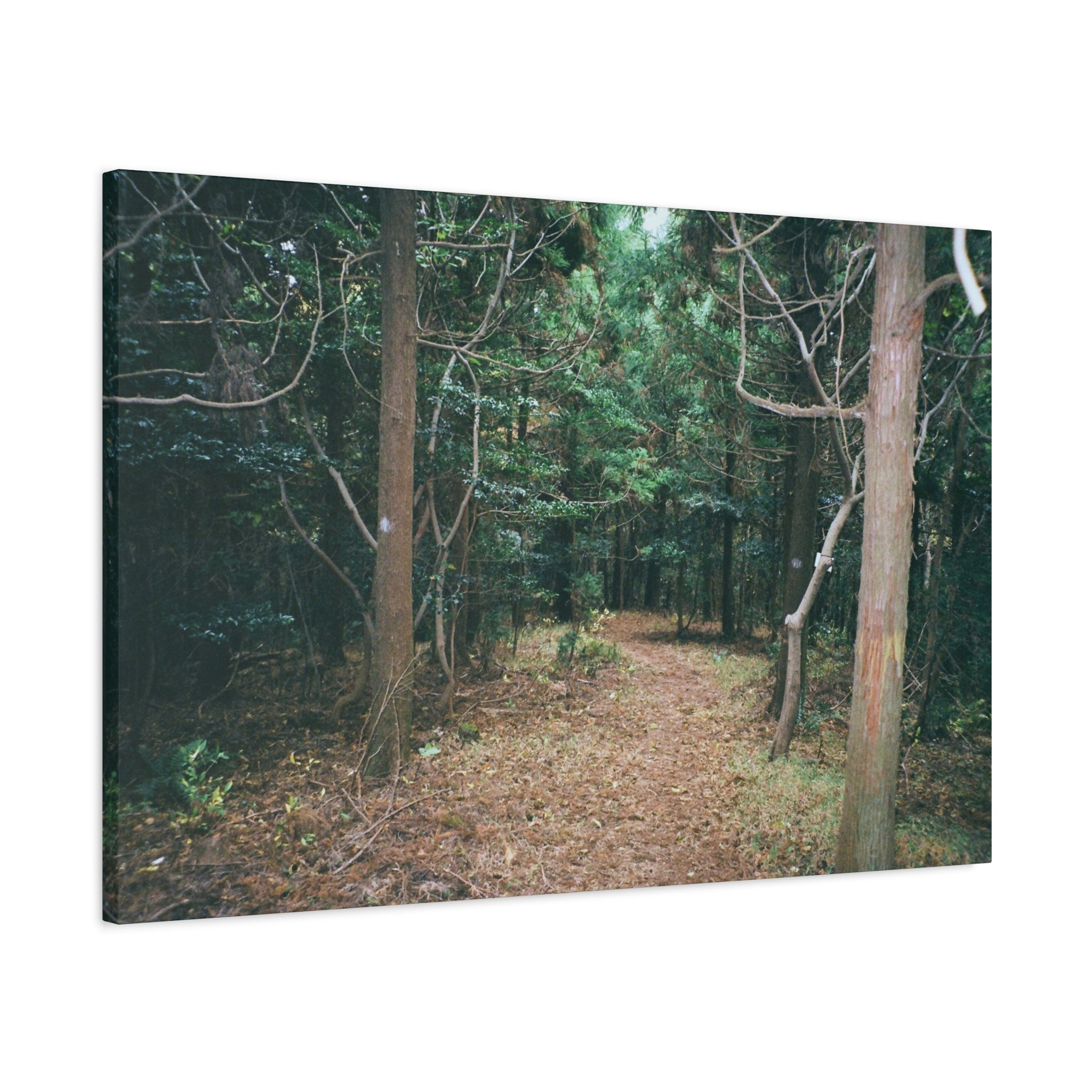 Jeju Winter Oreum Forest Canvas Print