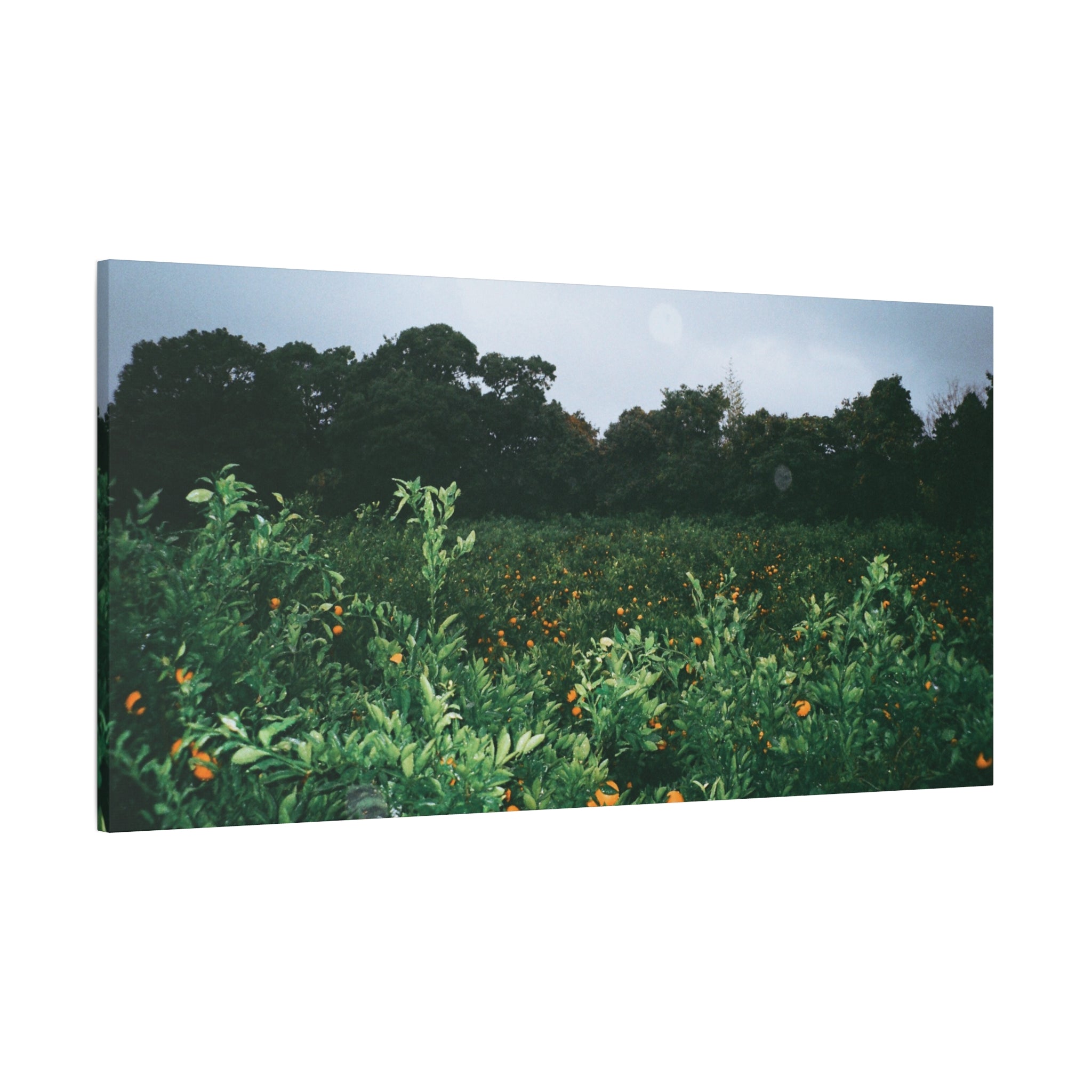 Jeju Winter Snowy Tangerine Orchard Canvas Print