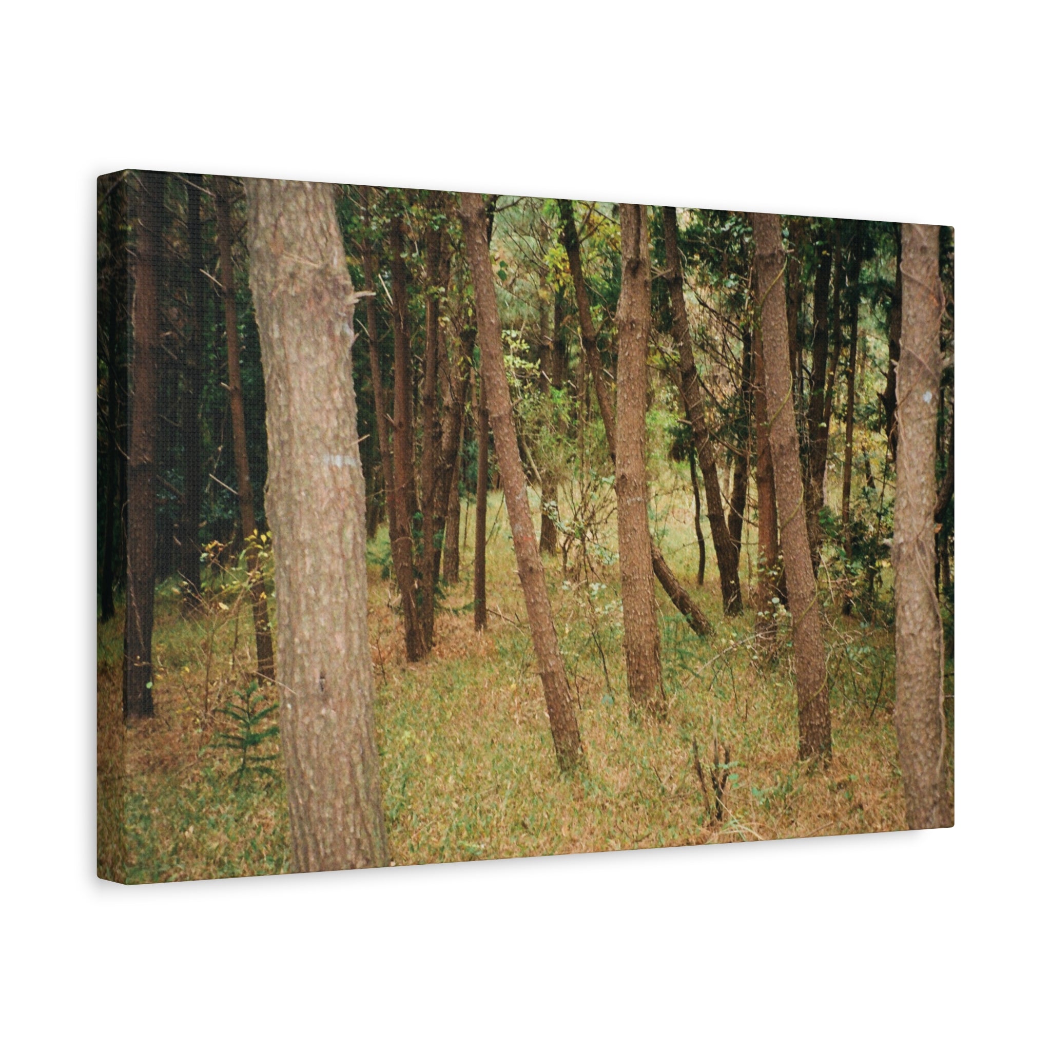Jeju Gungdae Oreum Forest Canvas Print