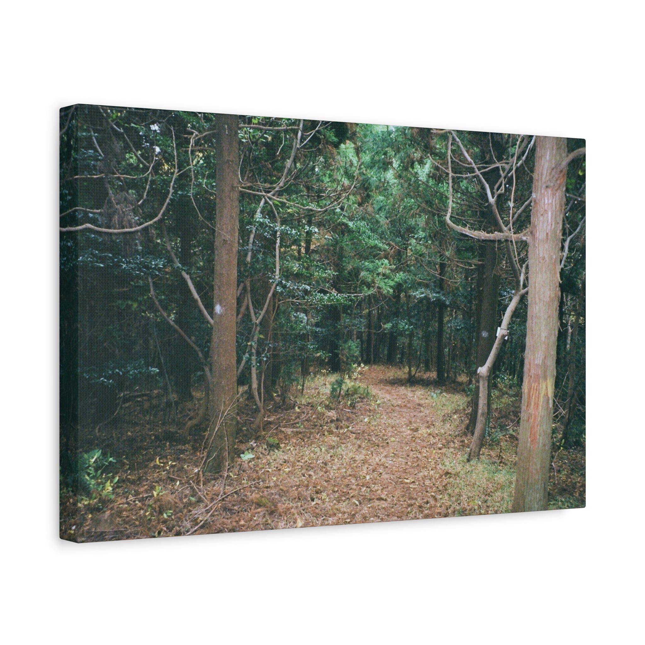 Jeju Winter Oreum Forest Canvas Print