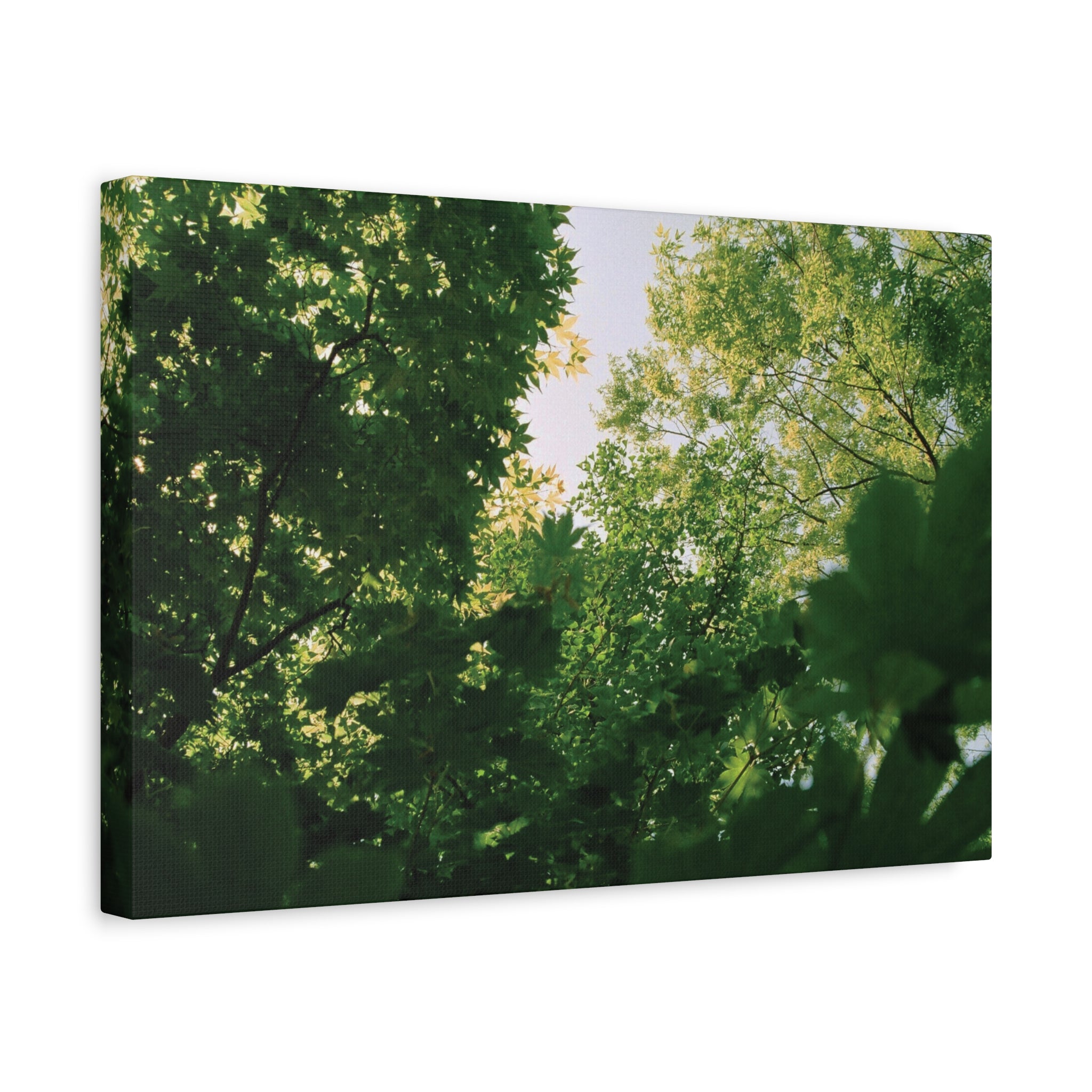 May Maple Leaves Matte Canvas Print — Beneath Translucent Emerald Leaves