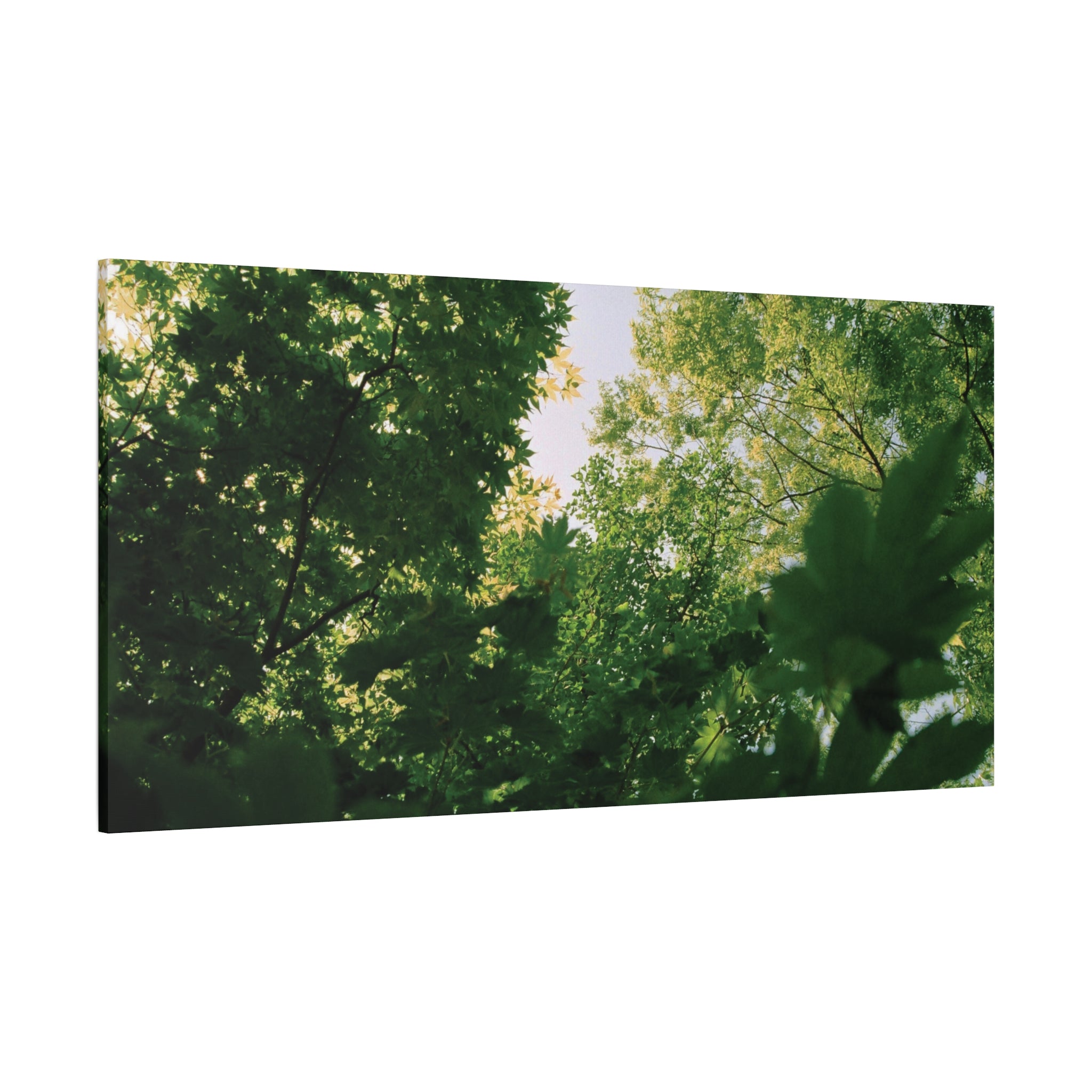 May Maple Leaves Canvas Print