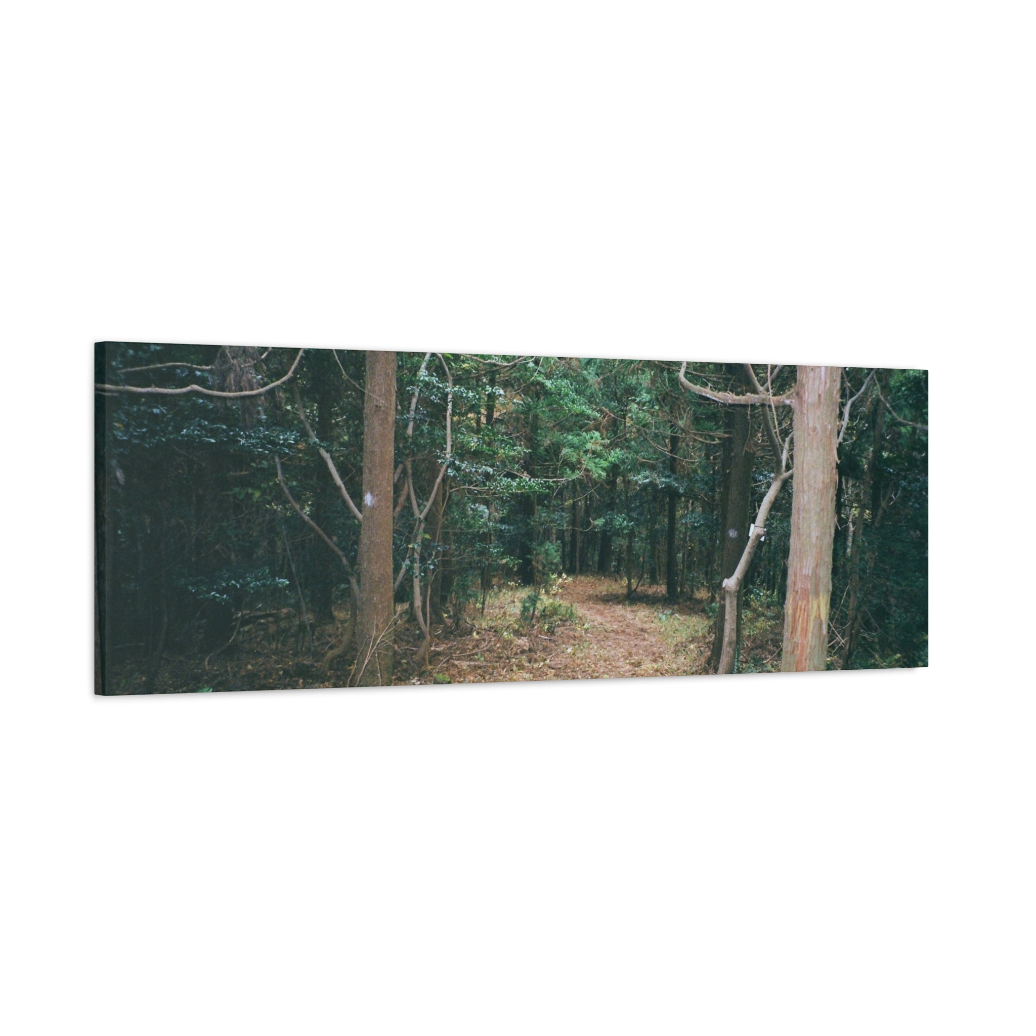 Jeju Winter Oreum Forest Canvas Print
