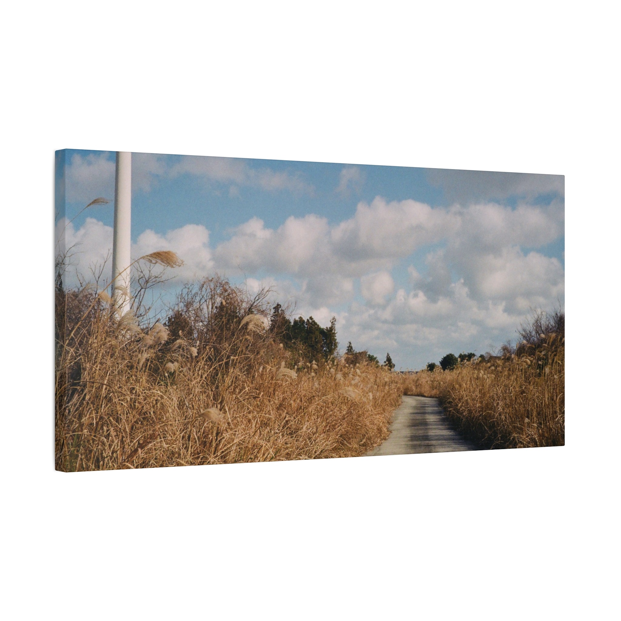 Jeju Gotjawal Winter Silver Grass Canvas Print