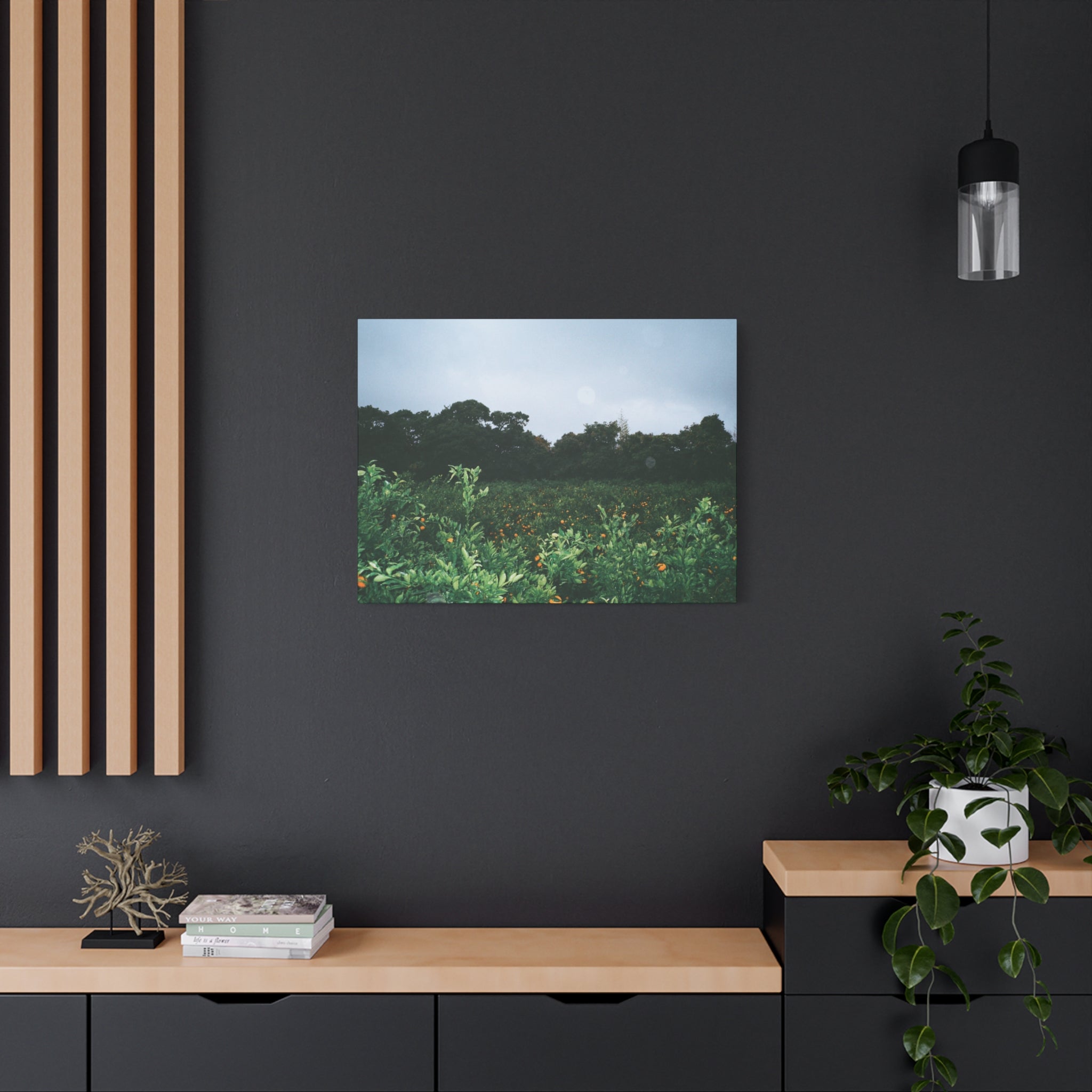 Jeju Winter Snowy Tangerine Orchard Canvas Print
