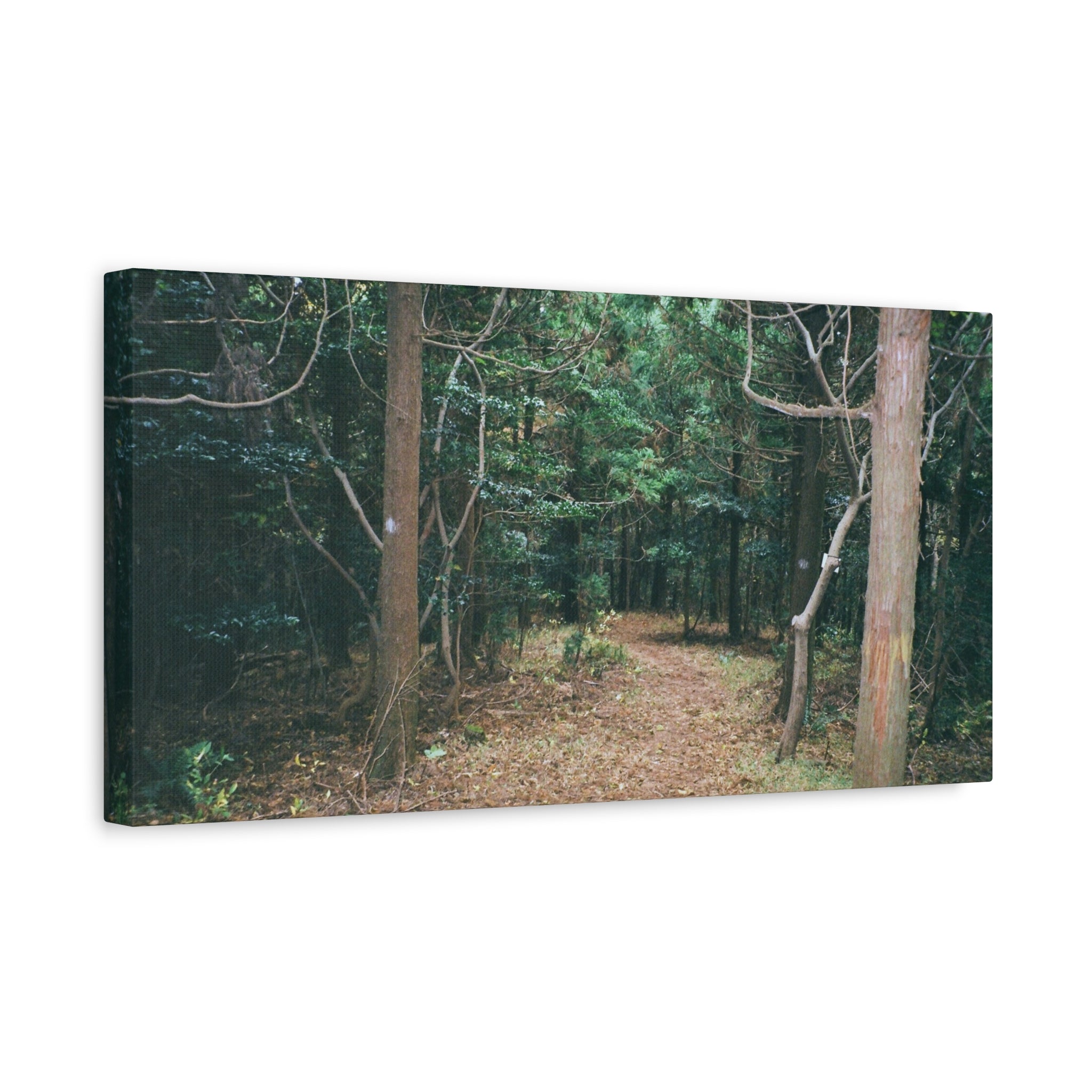 Jeju Winter Oreum Forest Canvas Print