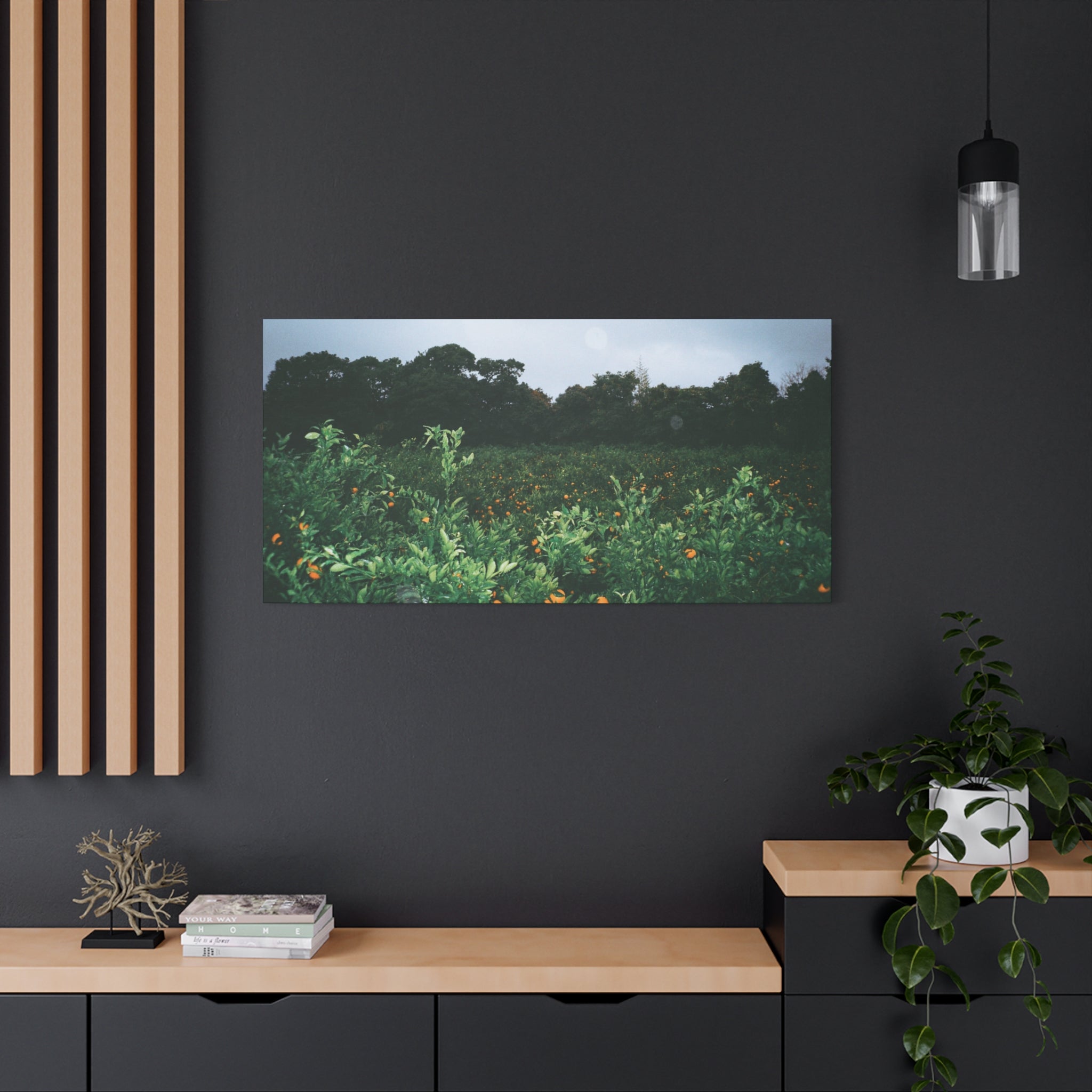 Jeju Winter Snowy Tangerine Orchard Canvas Print