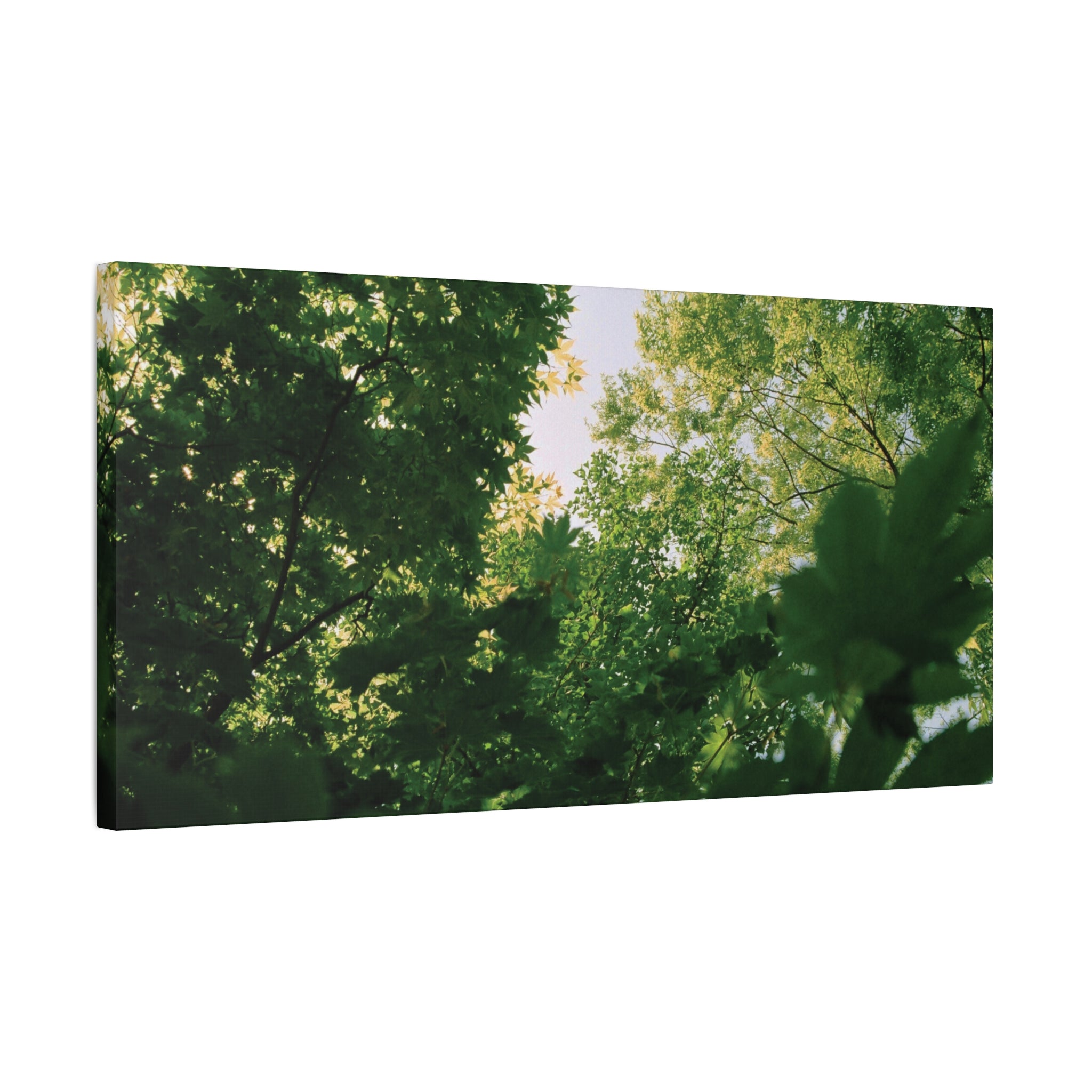 May Maple Leaves Canvas Print