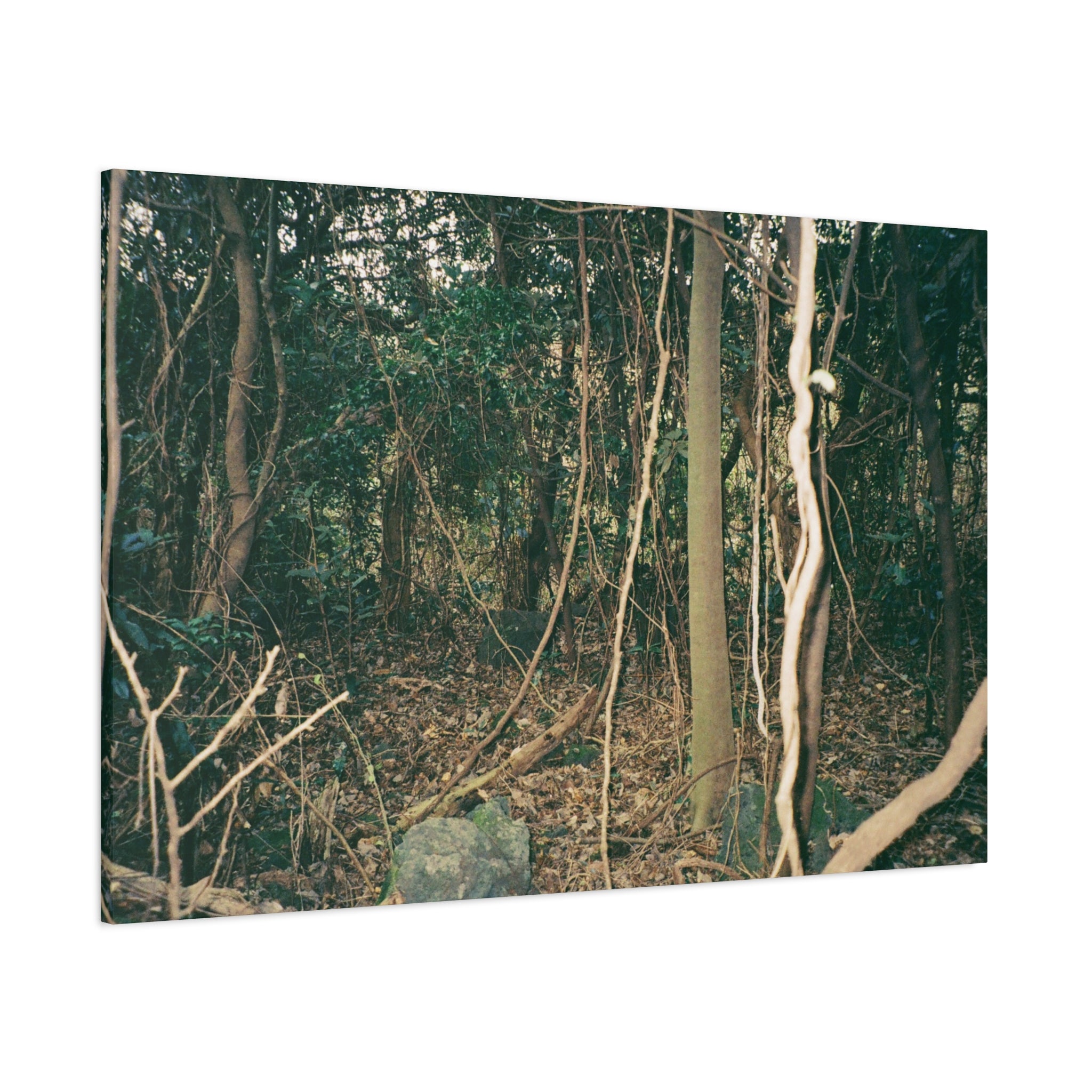 Jeju Gotjawal Forest Canvas Print