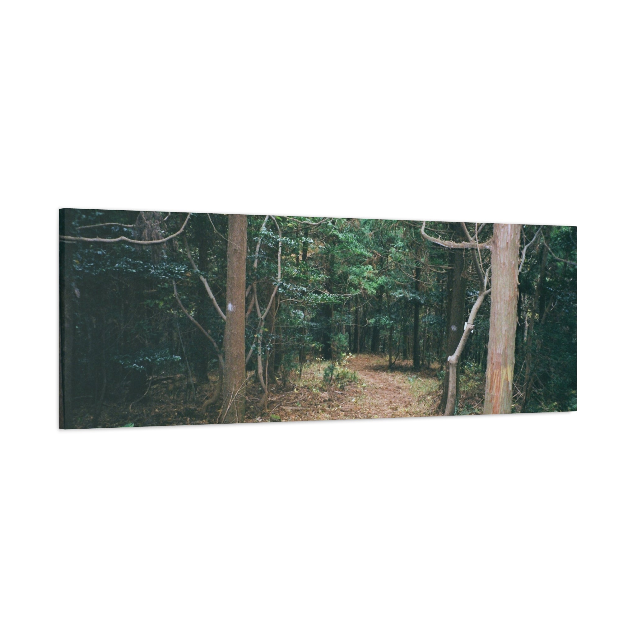 Jeju Winter Oreum Forest Canvas Print
