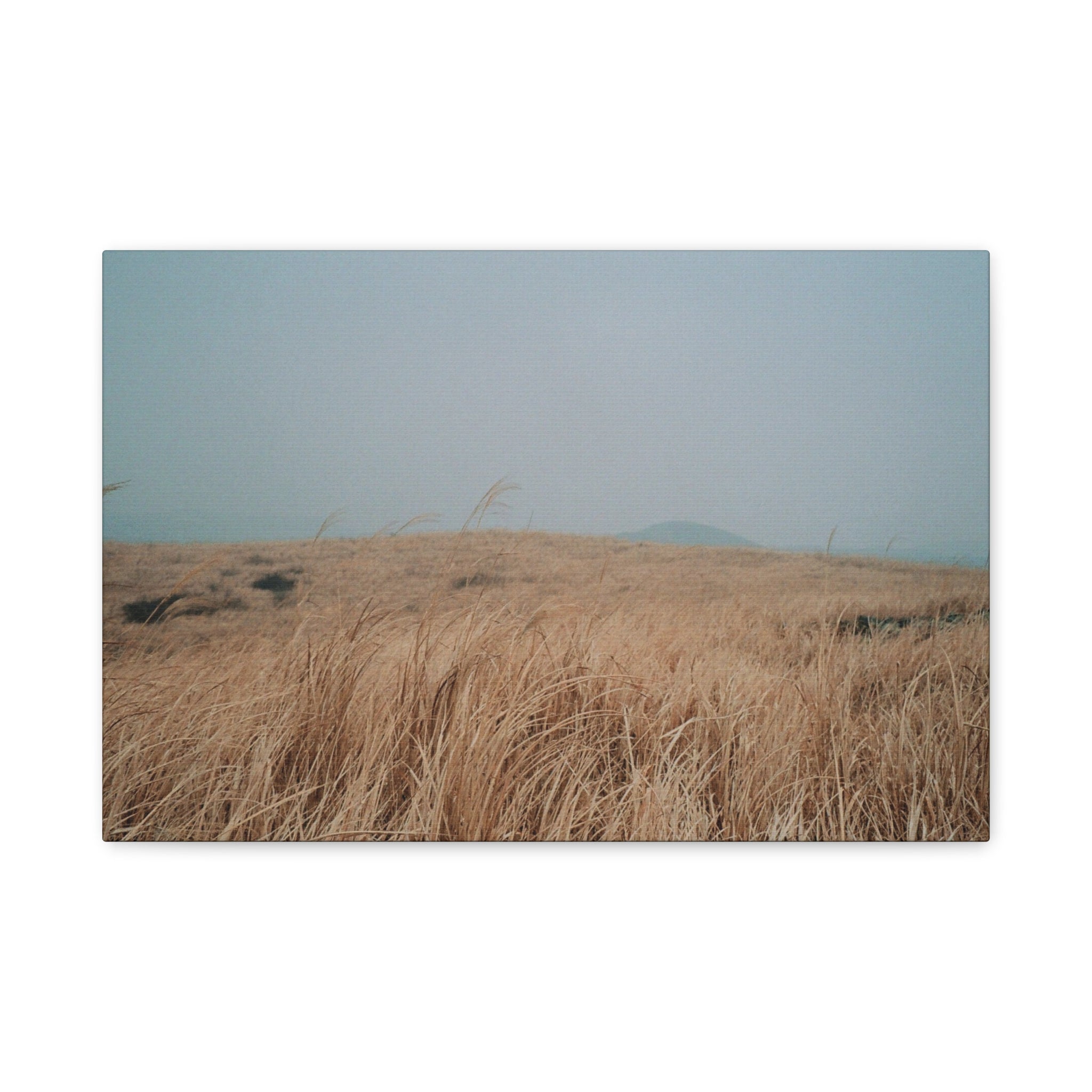 Jeju Winter Silver Grass Canvas Print — Baekyaki Oreum Volcano Landscape