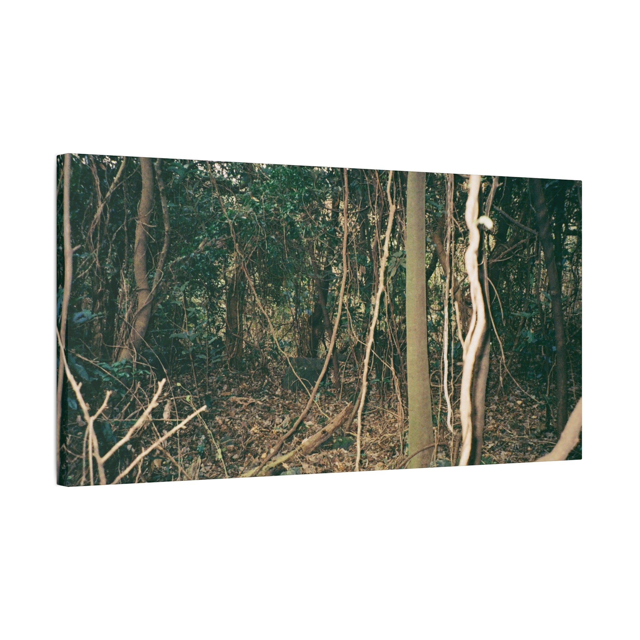 Jeju Gotjawal Forest Canvas Print