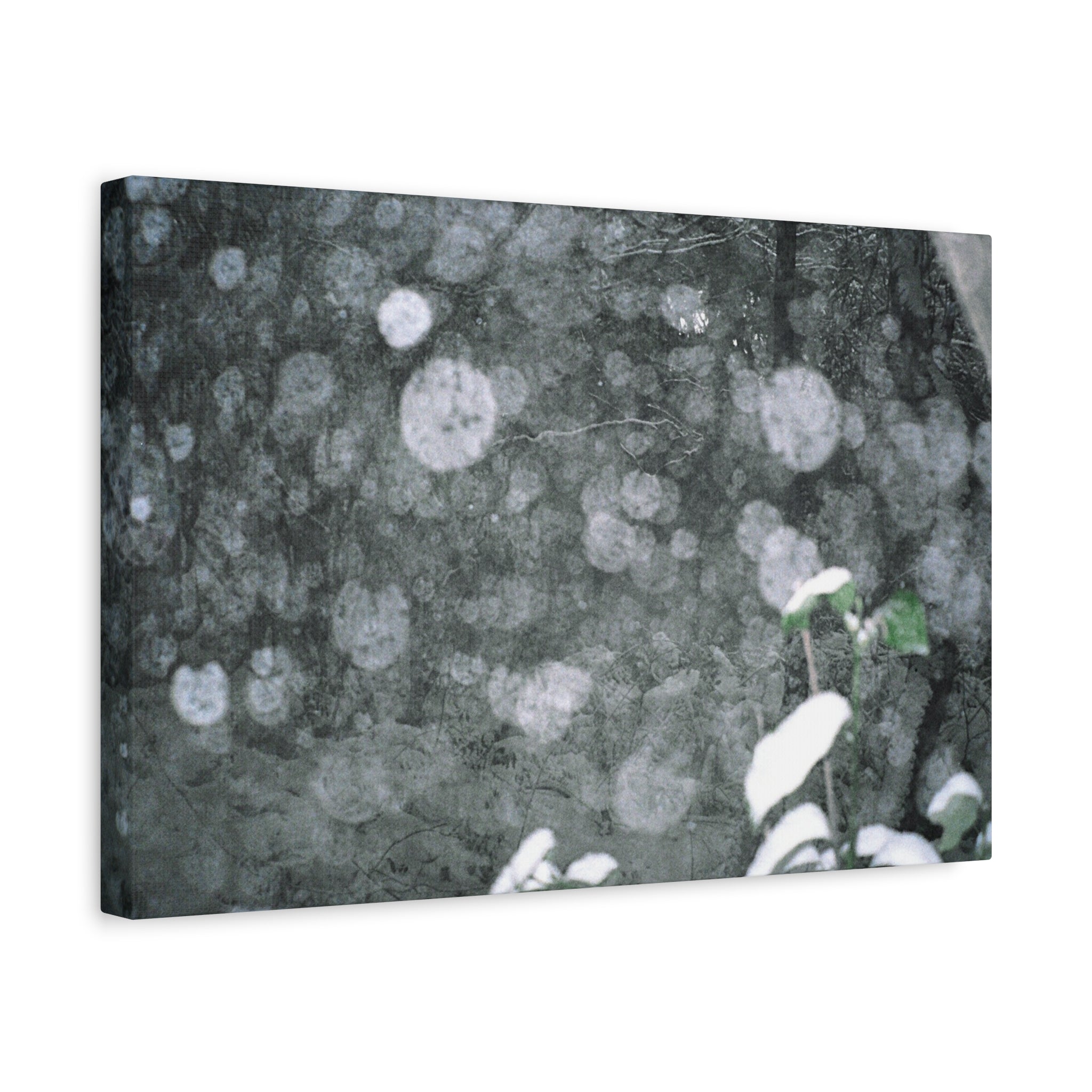 Jeju Snowy Gotjawal Forest Canvas Print