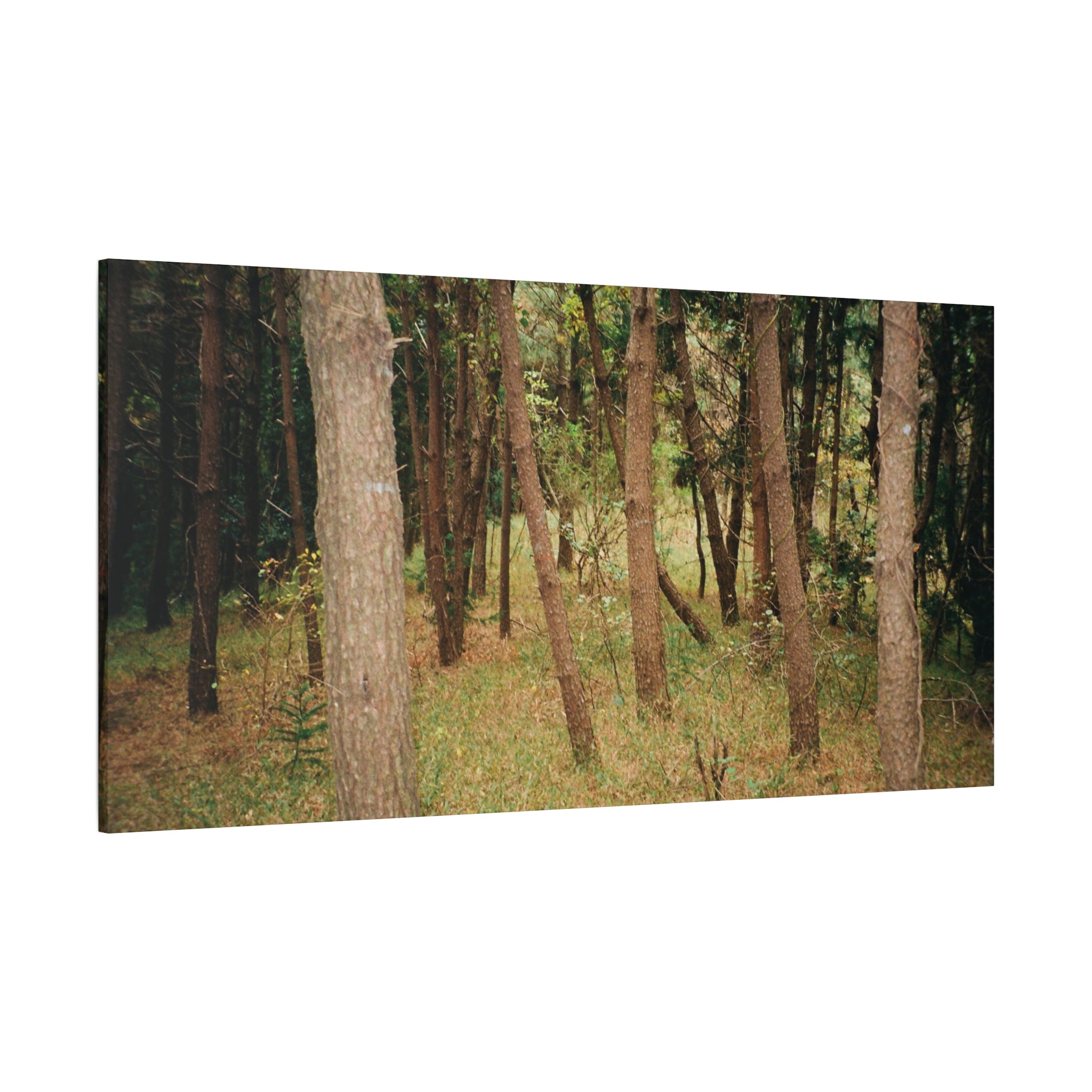 Jeju Gungdae Oreum Forest Canvas Print