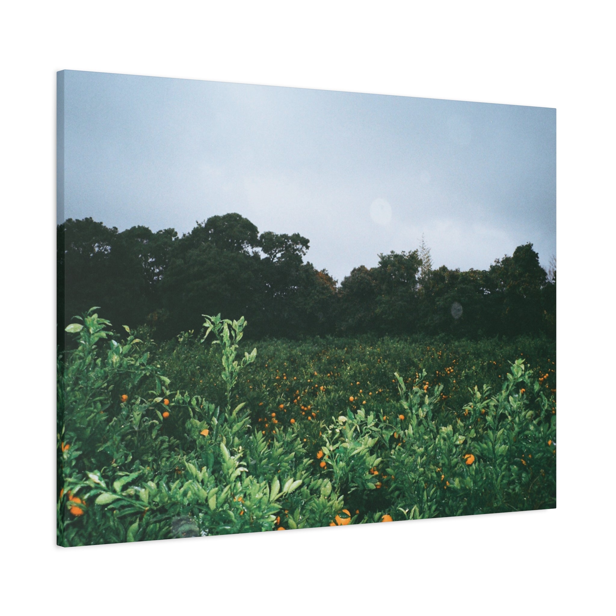 Jeju Winter Snowy Tangerine Orchard Canvas Print