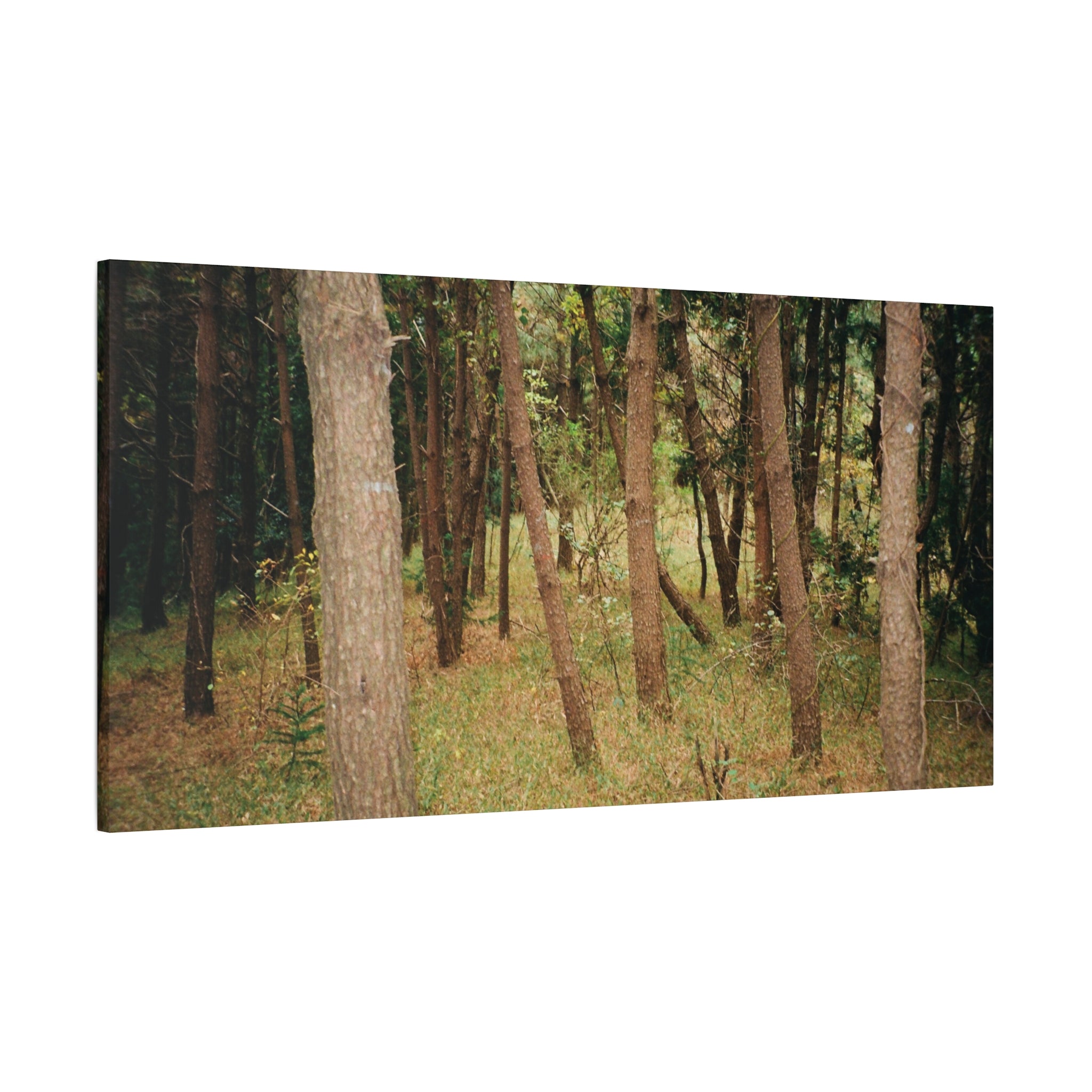 Jeju Gungdae Oreum Forest Canvas Print