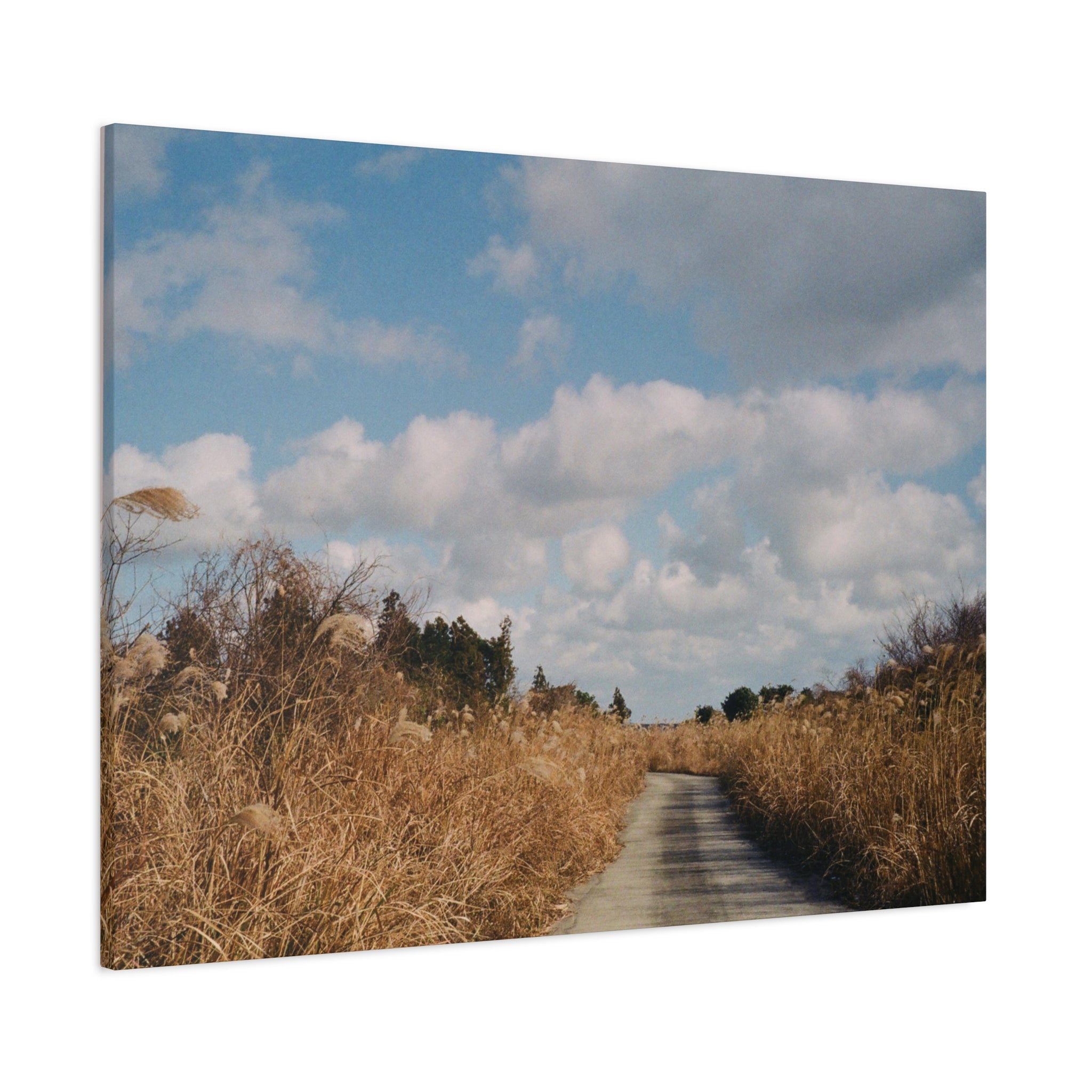 Jeju Gotjawal Winter Silver Grass Canvas Print