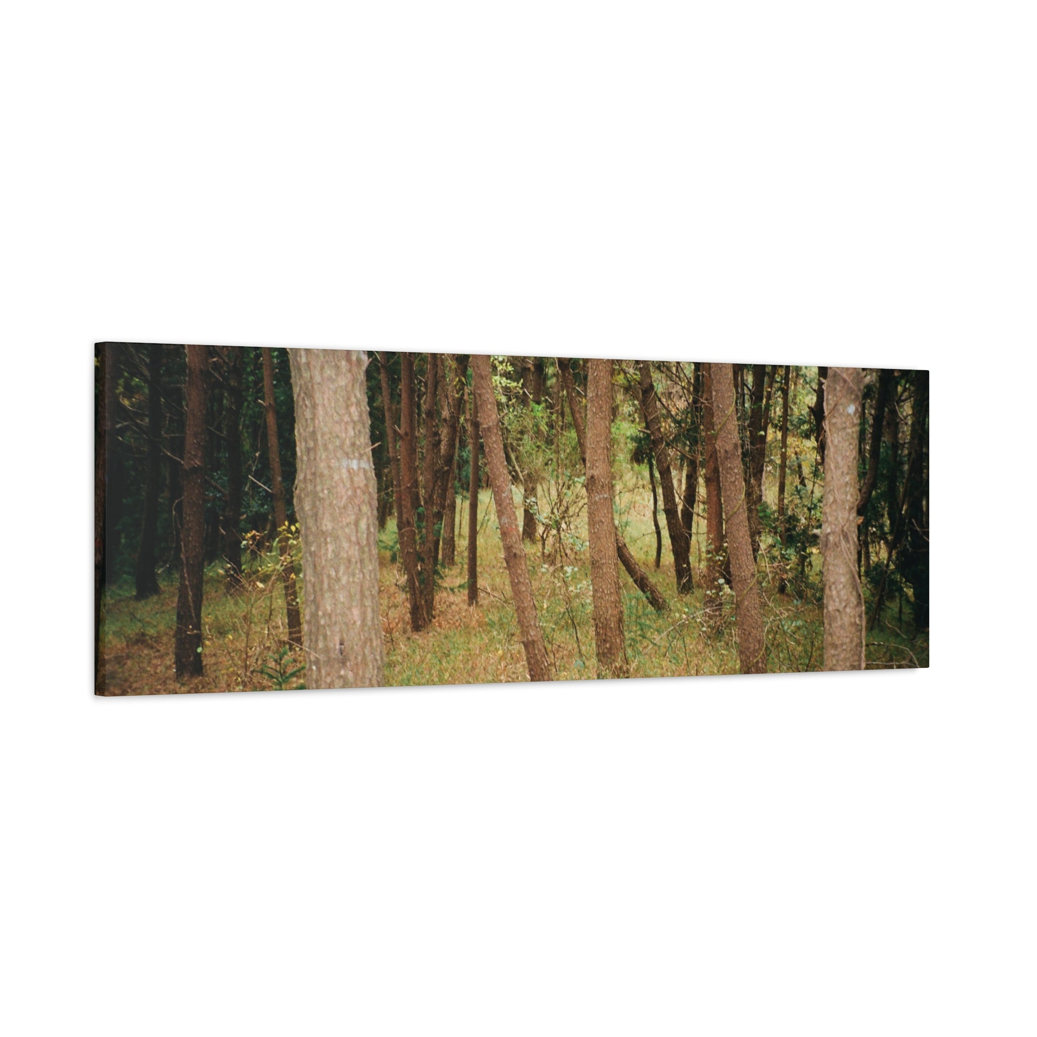 Jeju Gungdae Oreum Forest Canvas Print