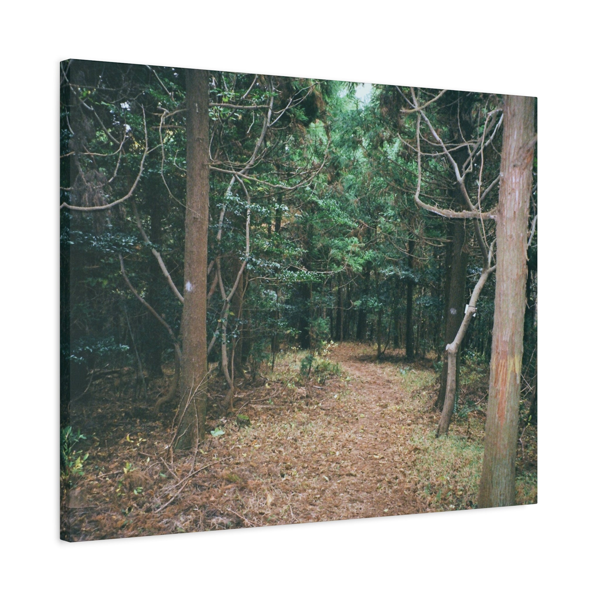 Jeju Winter Oreum Forest Canvas Print