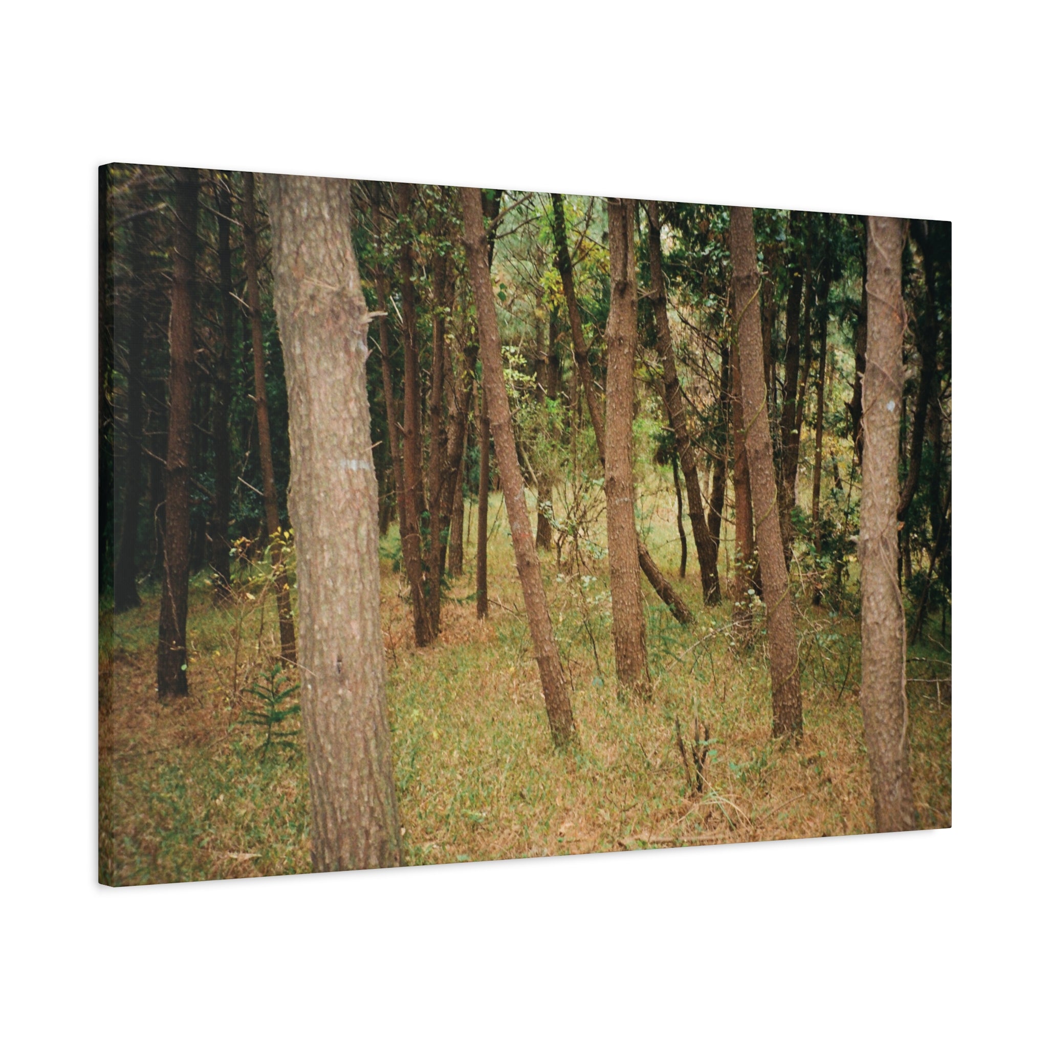 Jeju Gungdae Oreum Forest Canvas Print