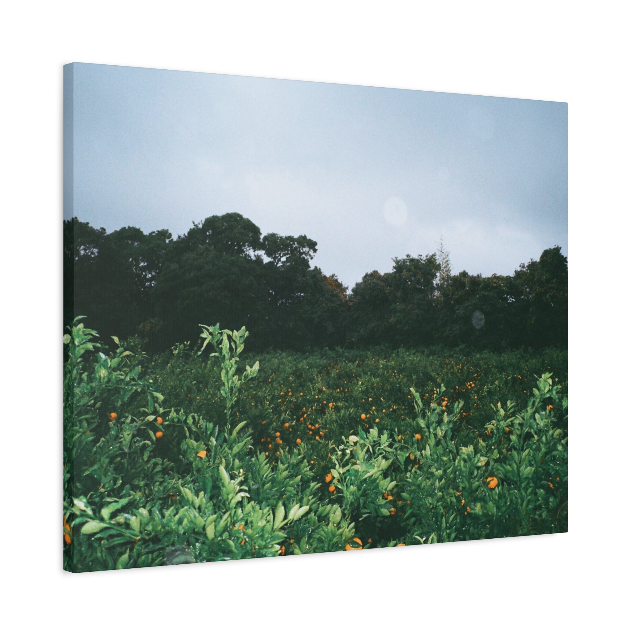 Jeju Winter Snowy Tangerine Orchard Canvas Print