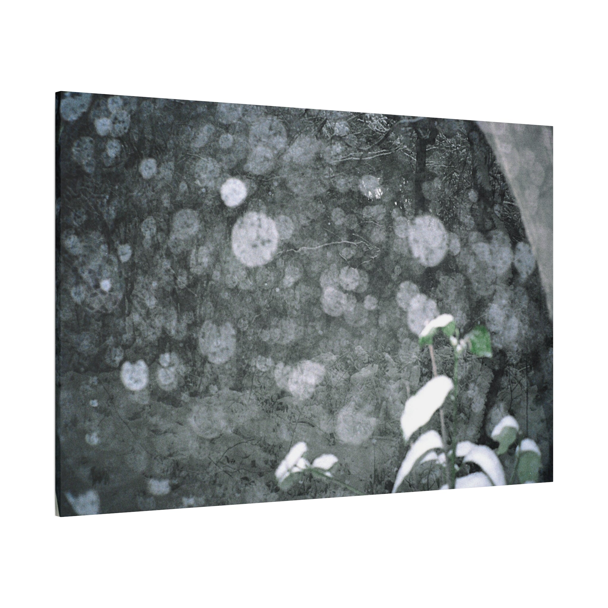 Jeju Snowy Gotjawal Forest Canvas Print