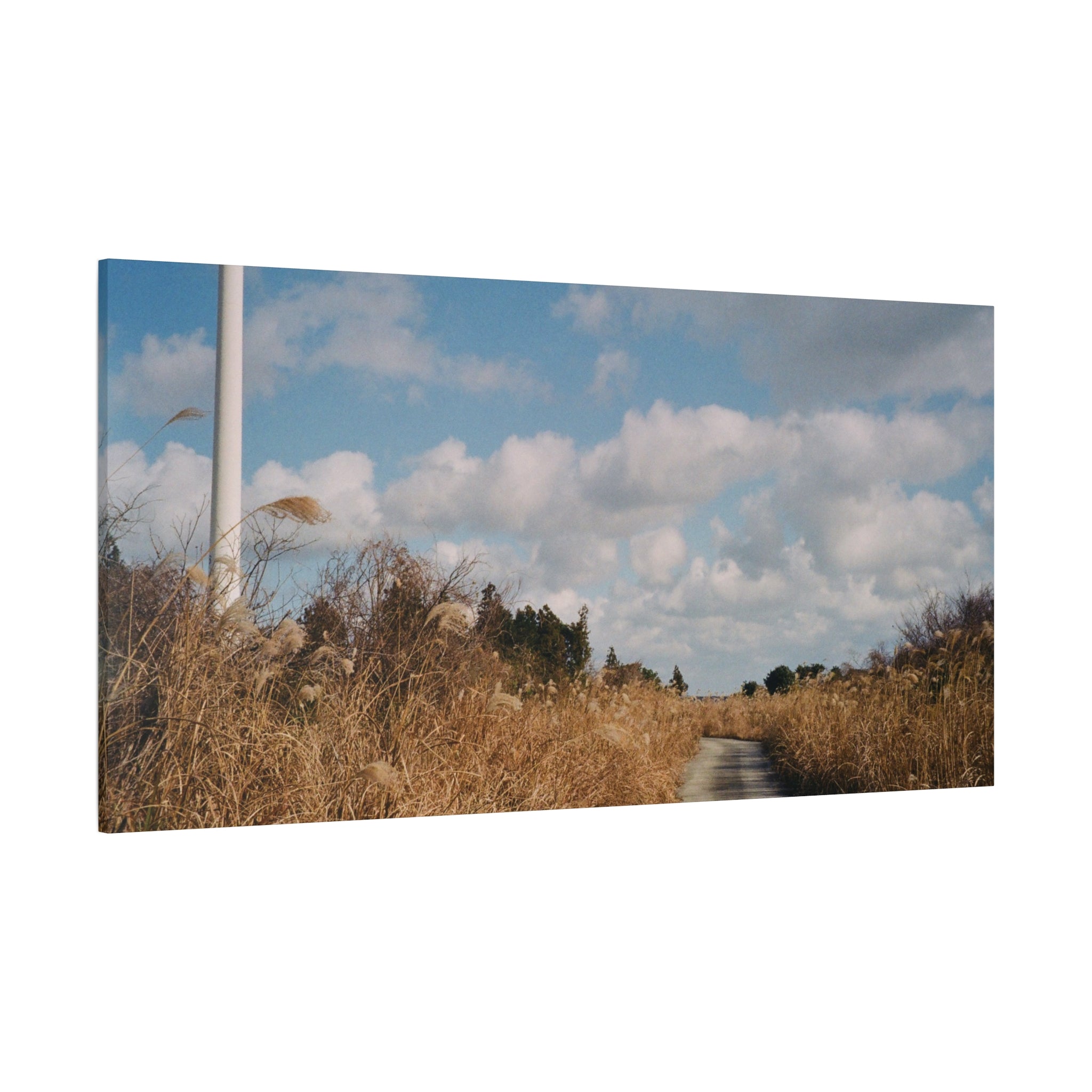 Jeju Gotjawal Winter Silver Grass Canvas Print