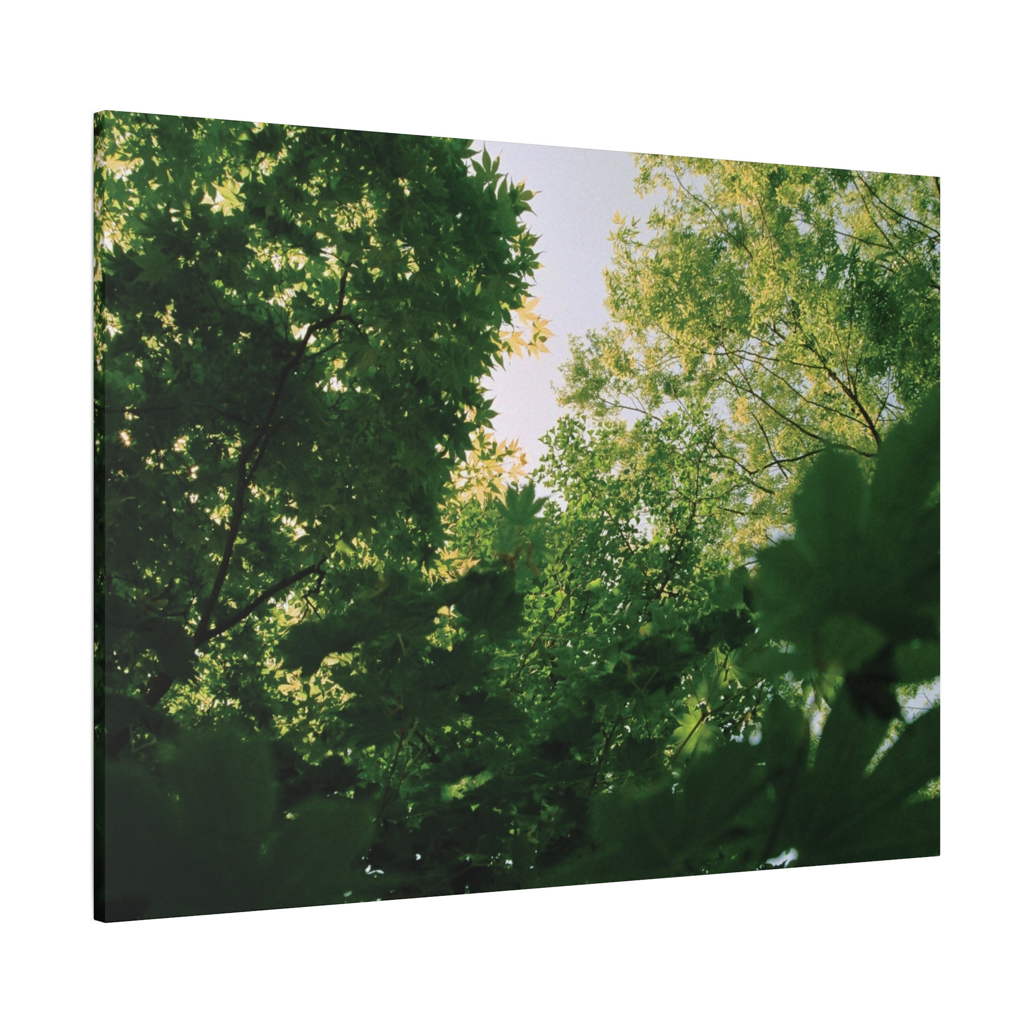 May Maple Leaves Canvas Print