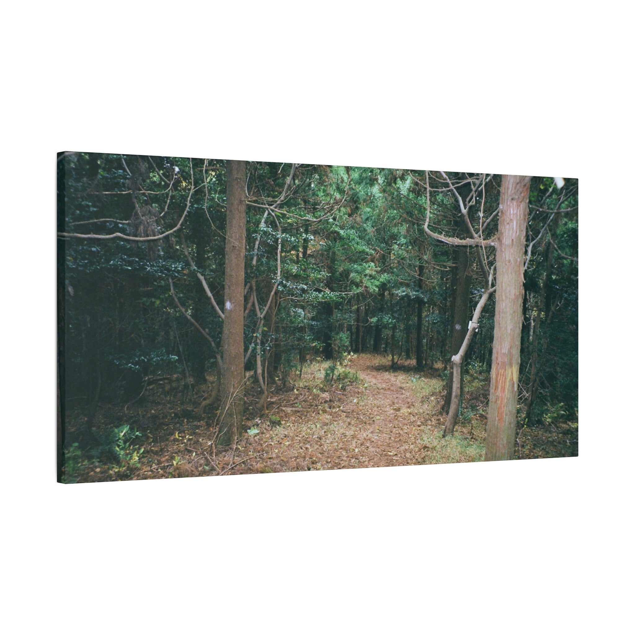 Jeju Winter Oreum Forest Canvas Print