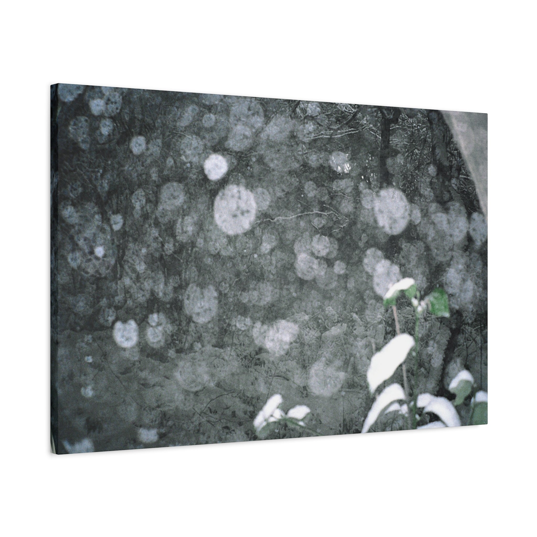Jeju Snowy Gotjawal Forest Canvas Print