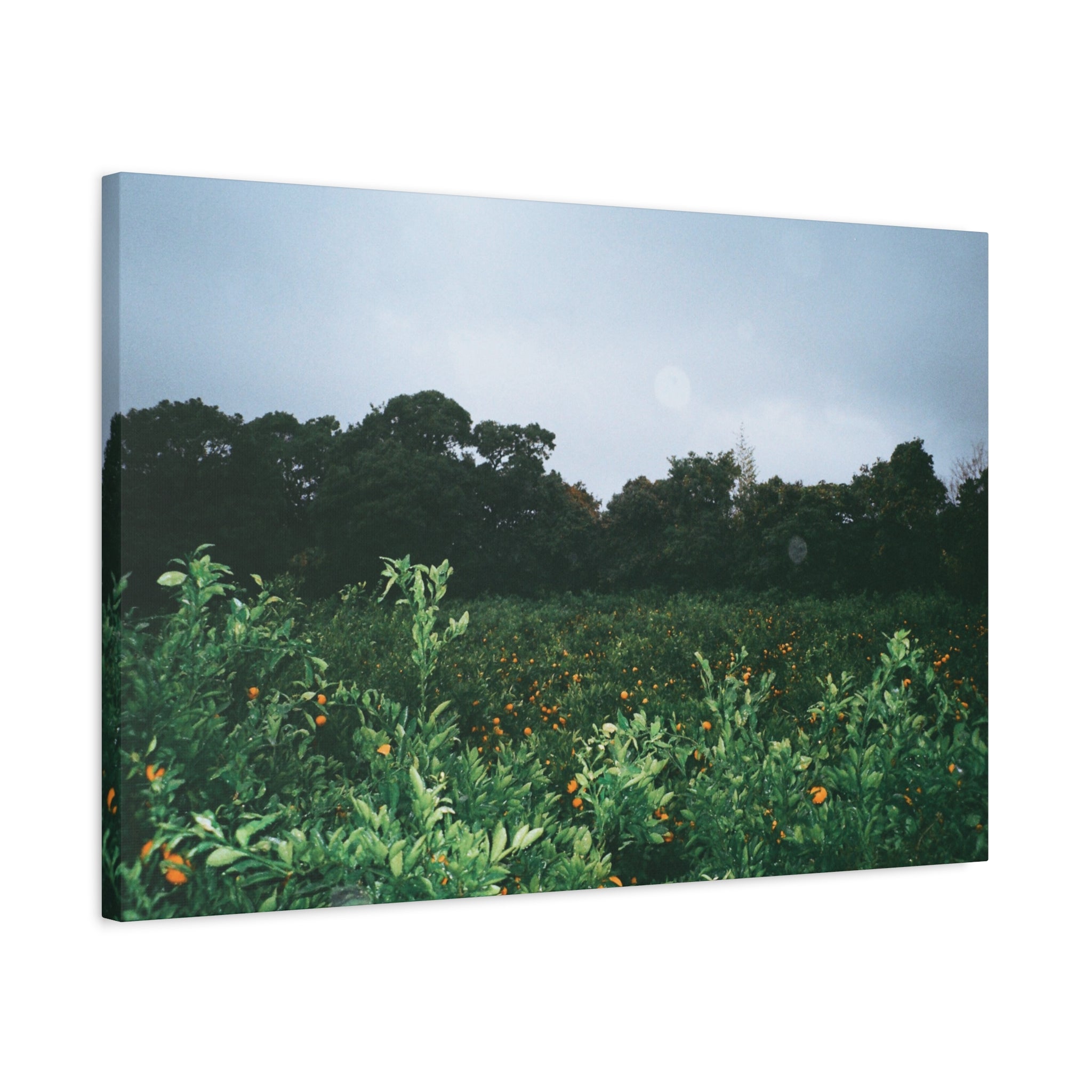Jeju Winter Snowy Tangerine Orchard Canvas Print