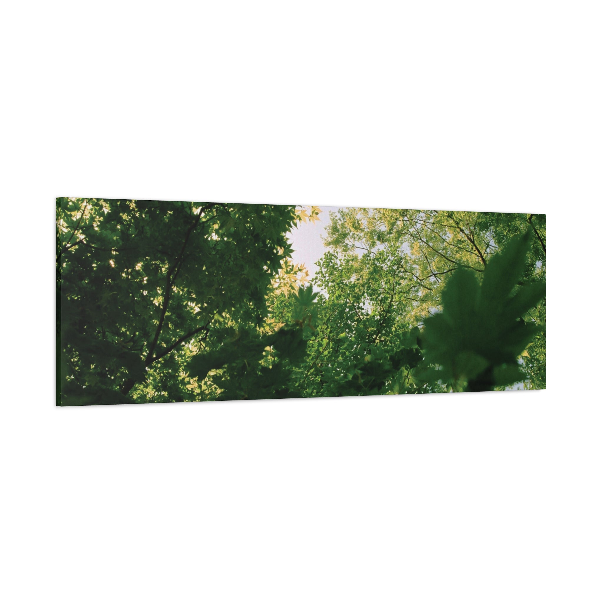 May Maple Leaves Canvas Print